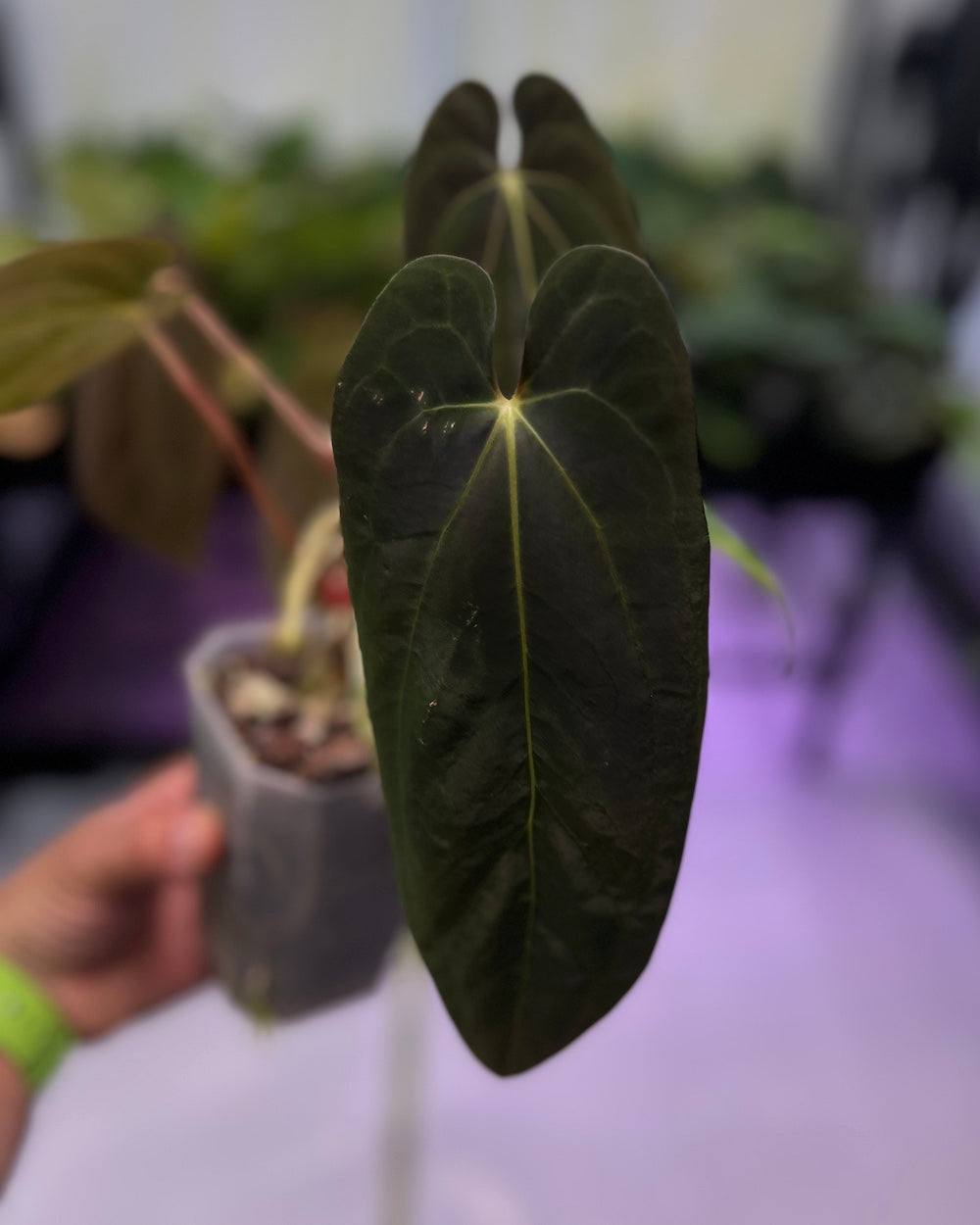 Anthurium Henner's Lottery