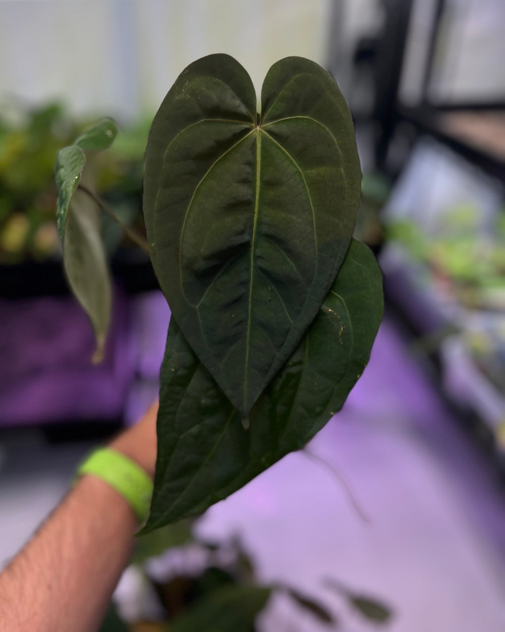 Anthurium Henner's Lottery