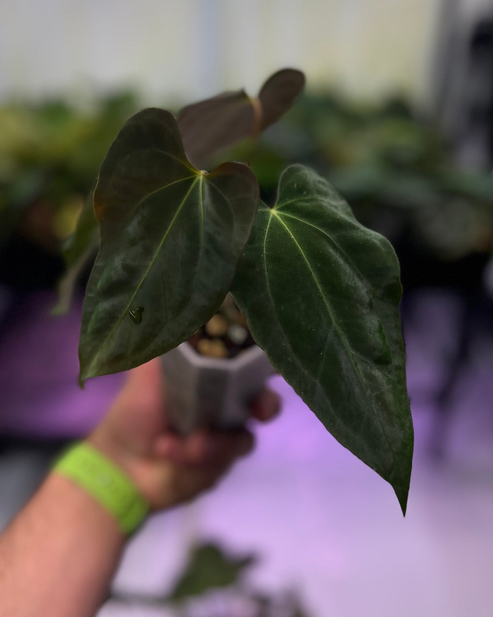 Anthurium Henner's Lottery