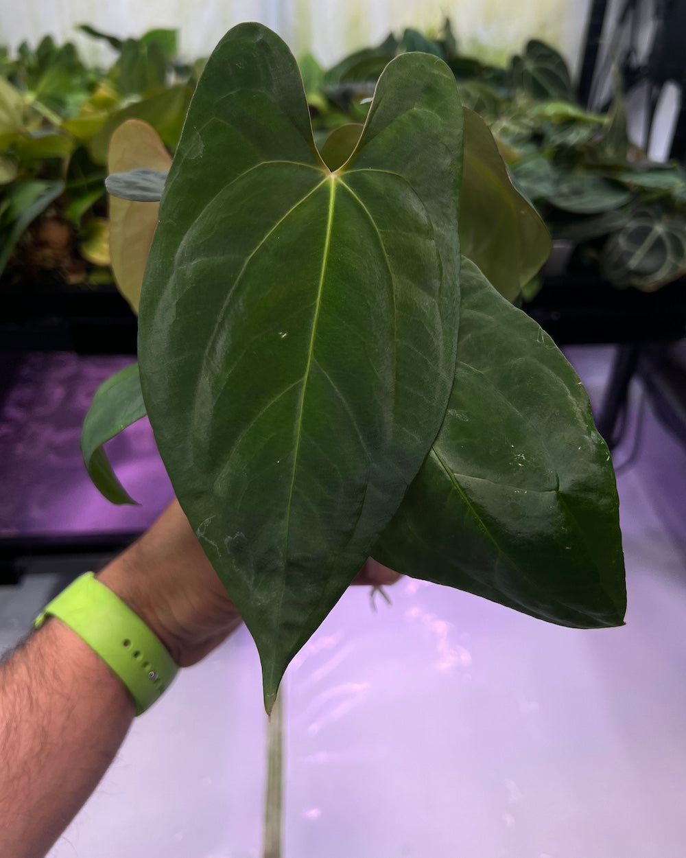 Anthurium Henner's Lottery