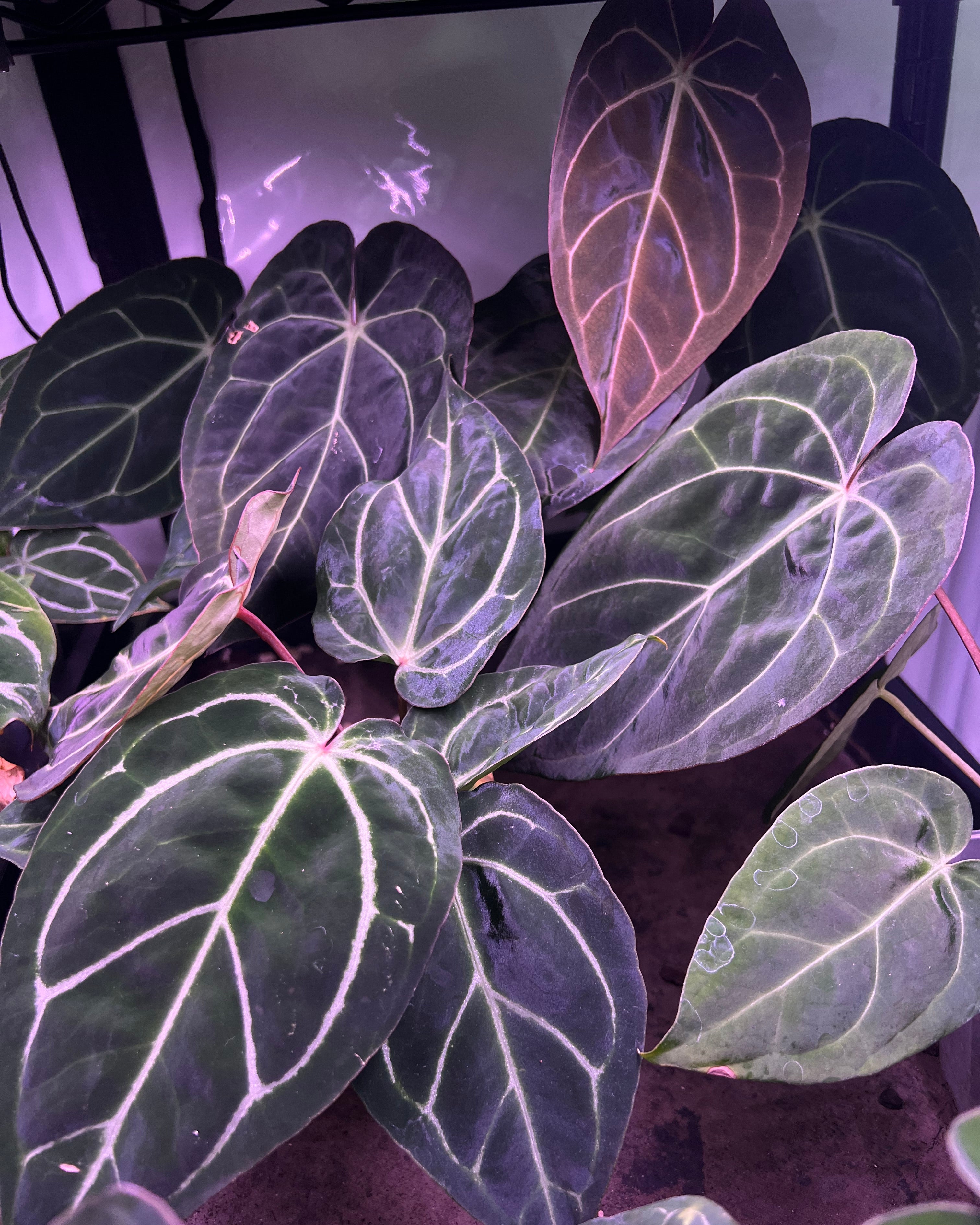 Anthurium (Black Widow x Michelle) x carlablackiae District - large