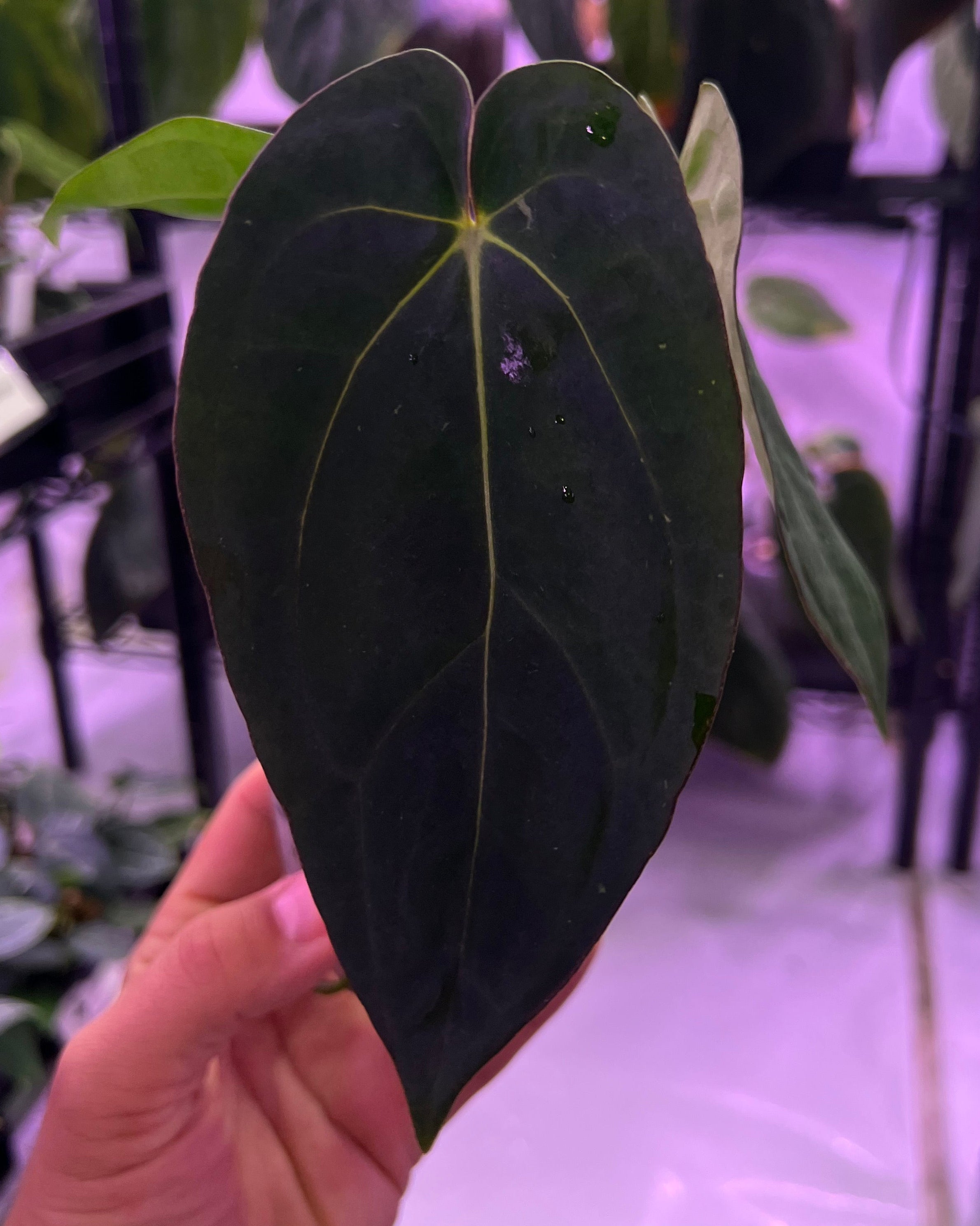 和*様 Anthurium eastern dressleri X Bloodm Anthurium sp. nov. aff dressleri, better known as Eastern