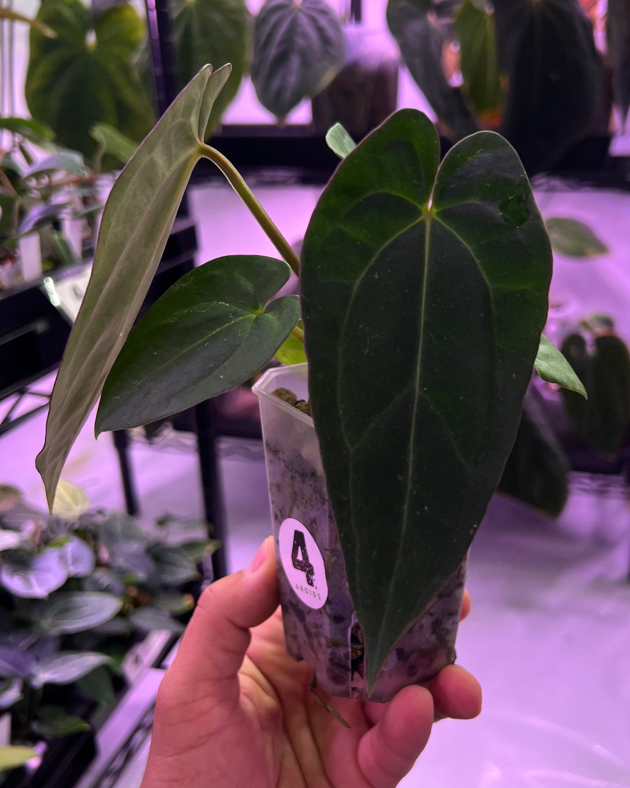 和*様 Anthurium eastern dressleri X Bloodm Anthurium sp. nov. aff dressleri, better known as Eastern