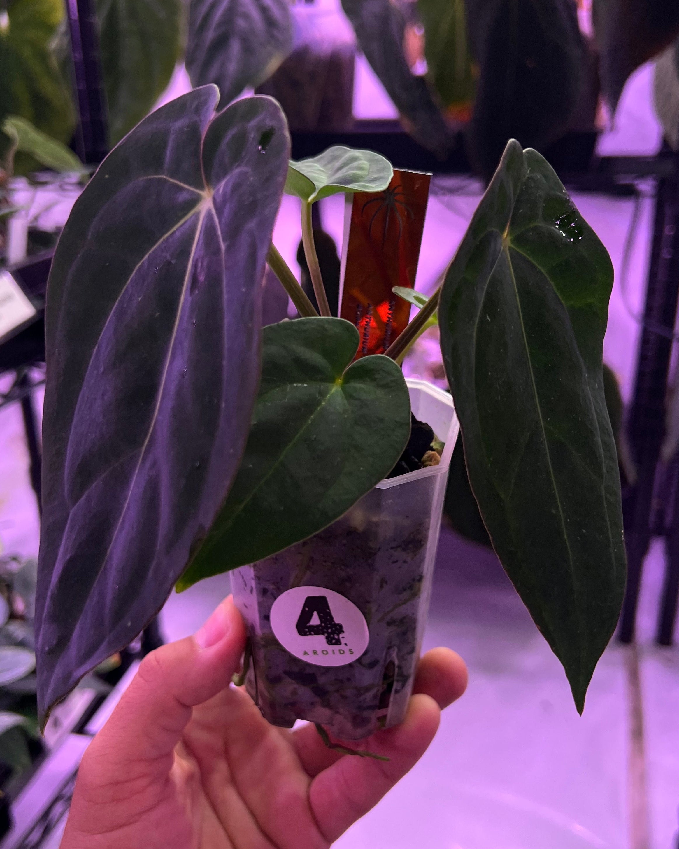 Anthurium dressleri RG F2 Dark Clone x carlablackiae GPH 001