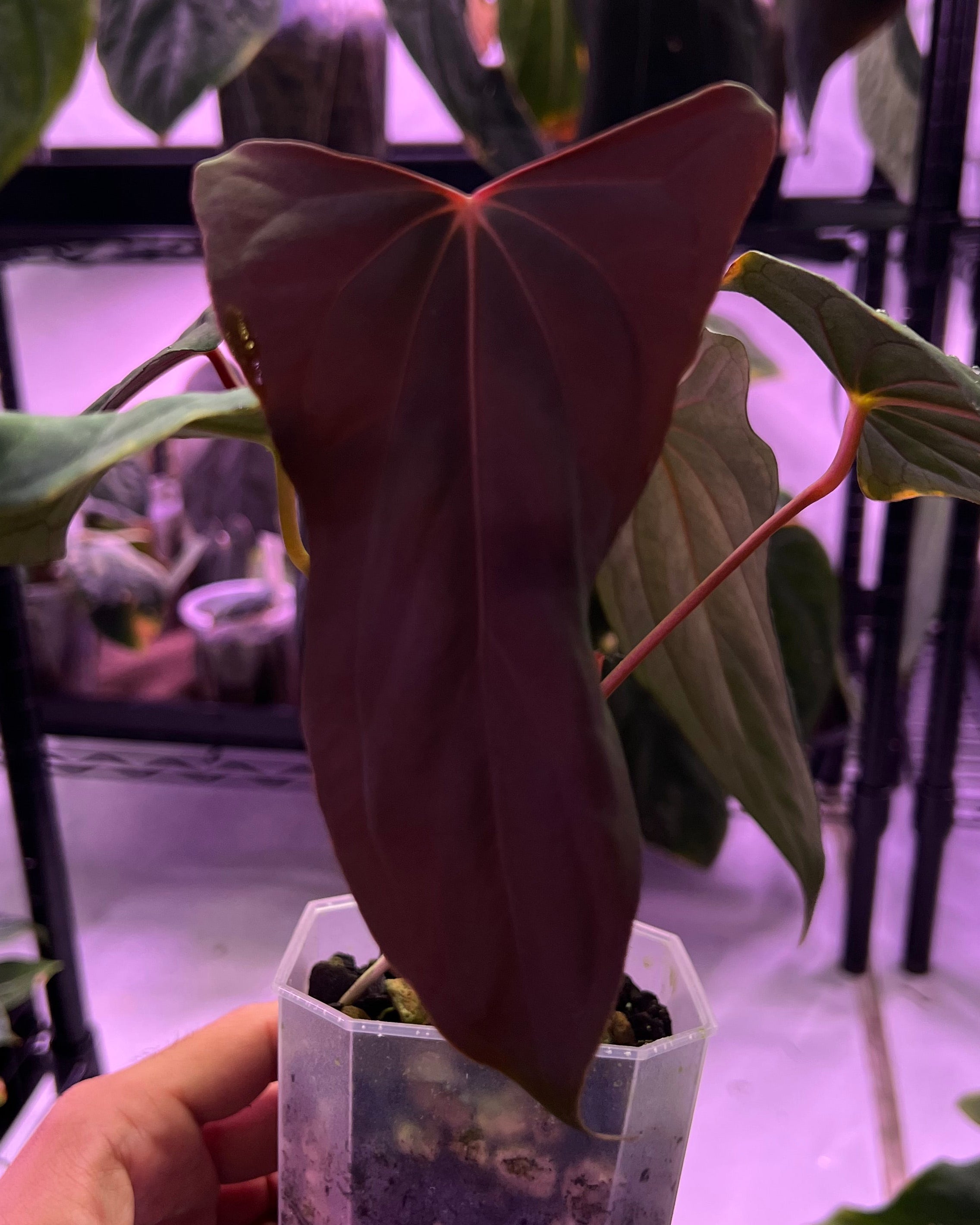 Anthurium papillilaminum Ralph Lynam x Fort Sherman