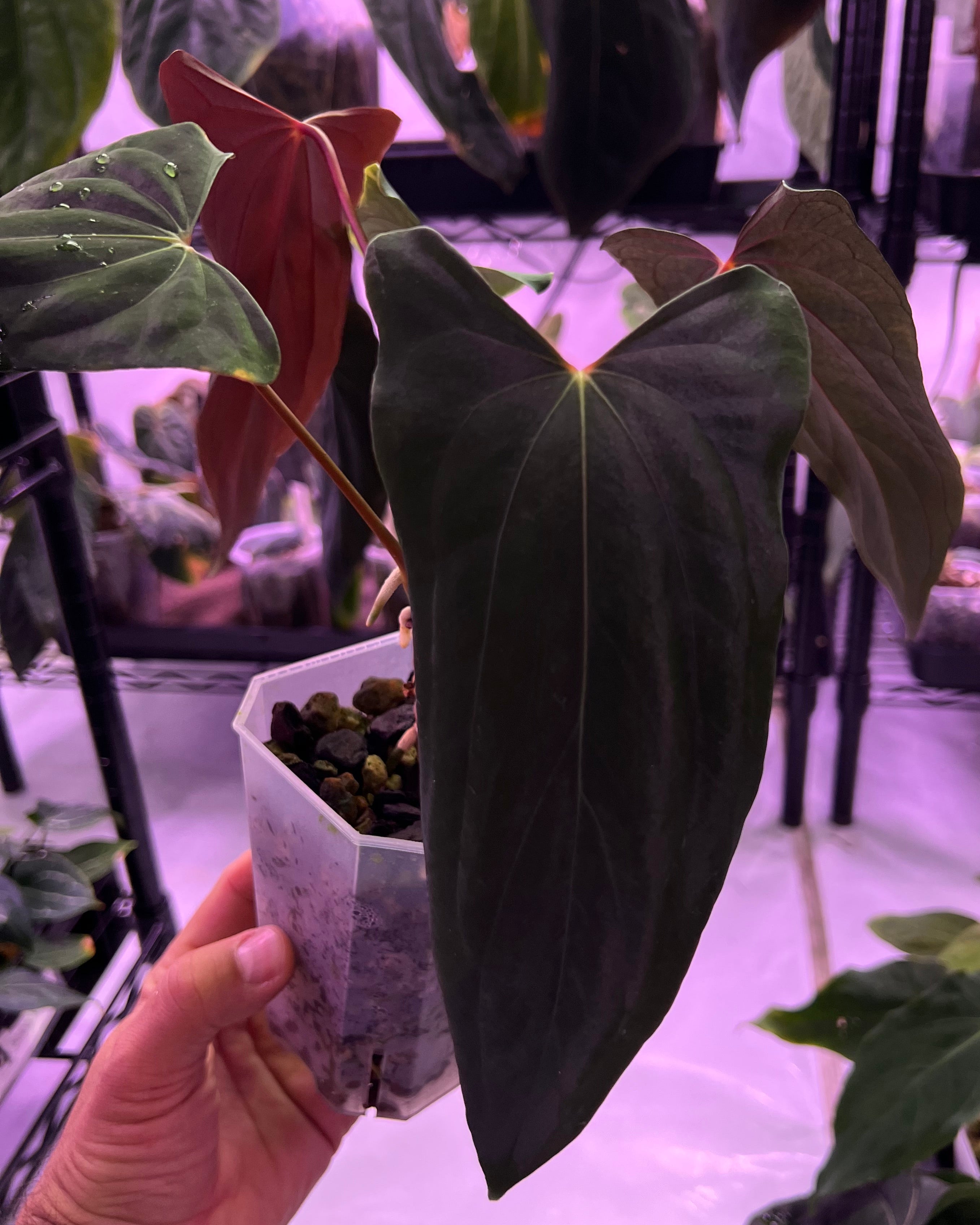 Anthurium papillilaminum Ralph Lynam x Fort Sherman