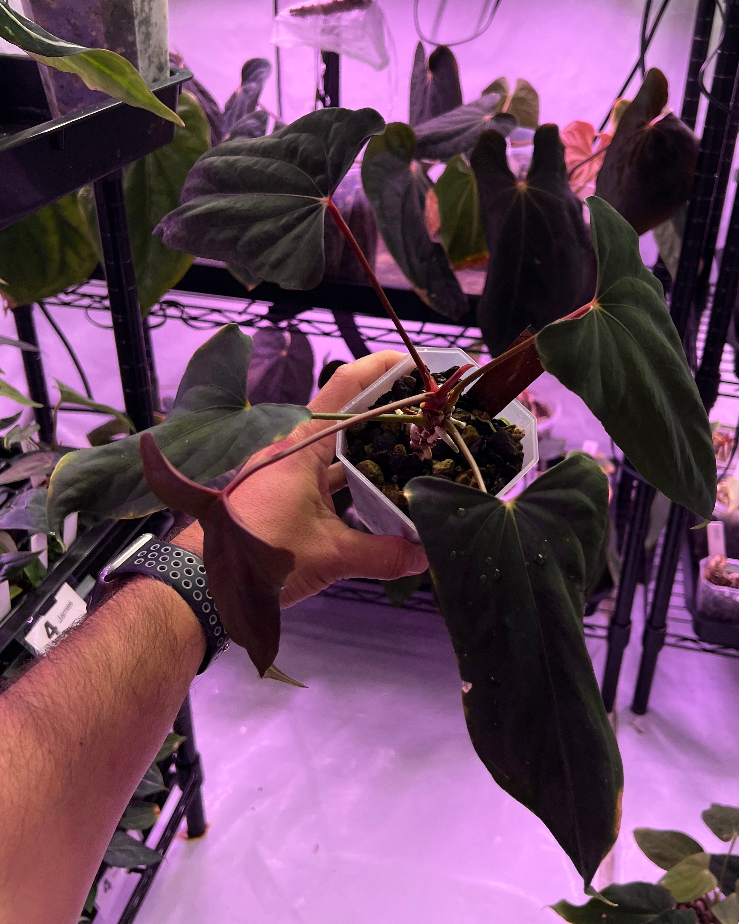 Anthurium papillilaminum Ralph Lynam x Fort Sherman