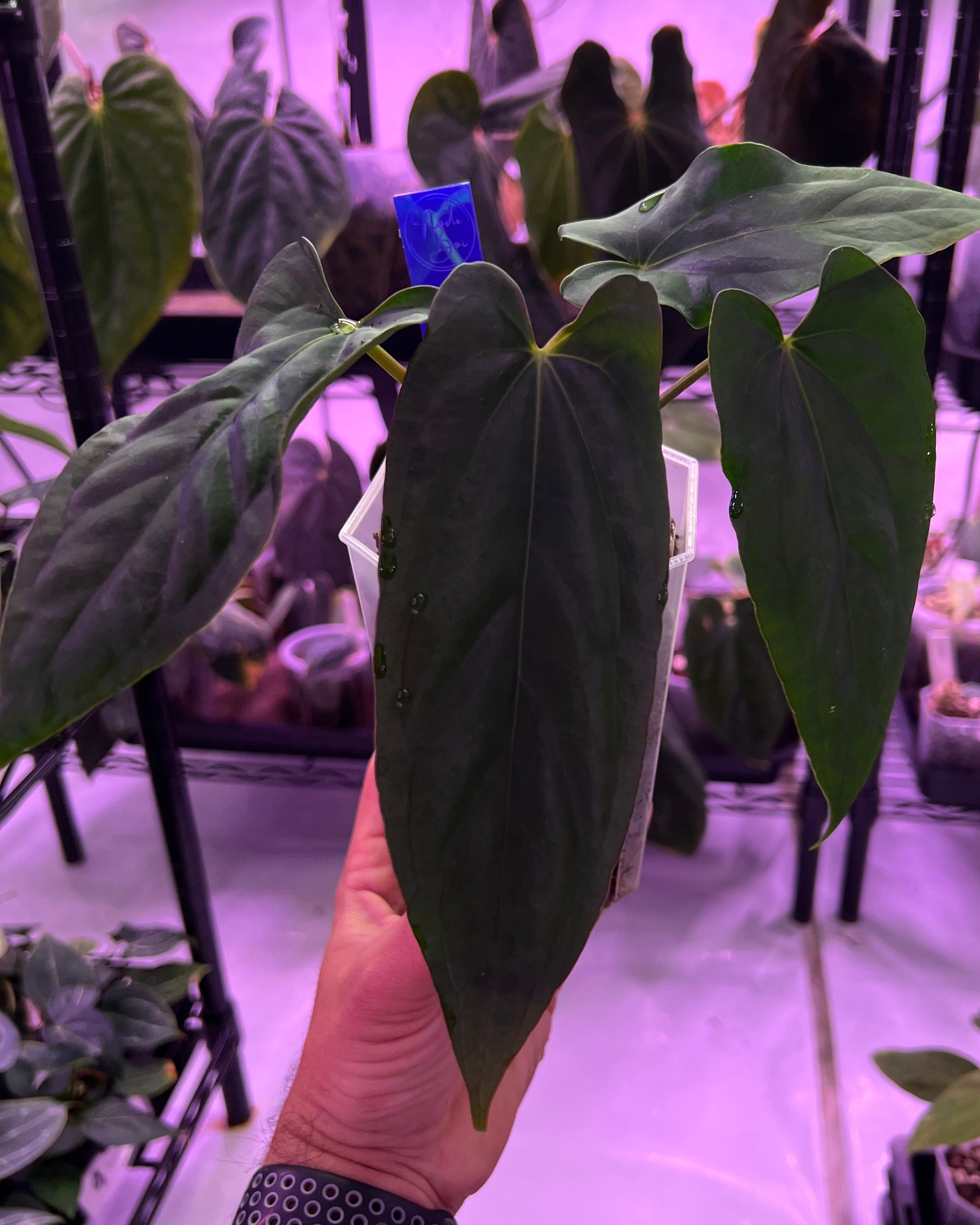 Anthurium papillilaminum Ralph Lynam x antolakii Purple Rain