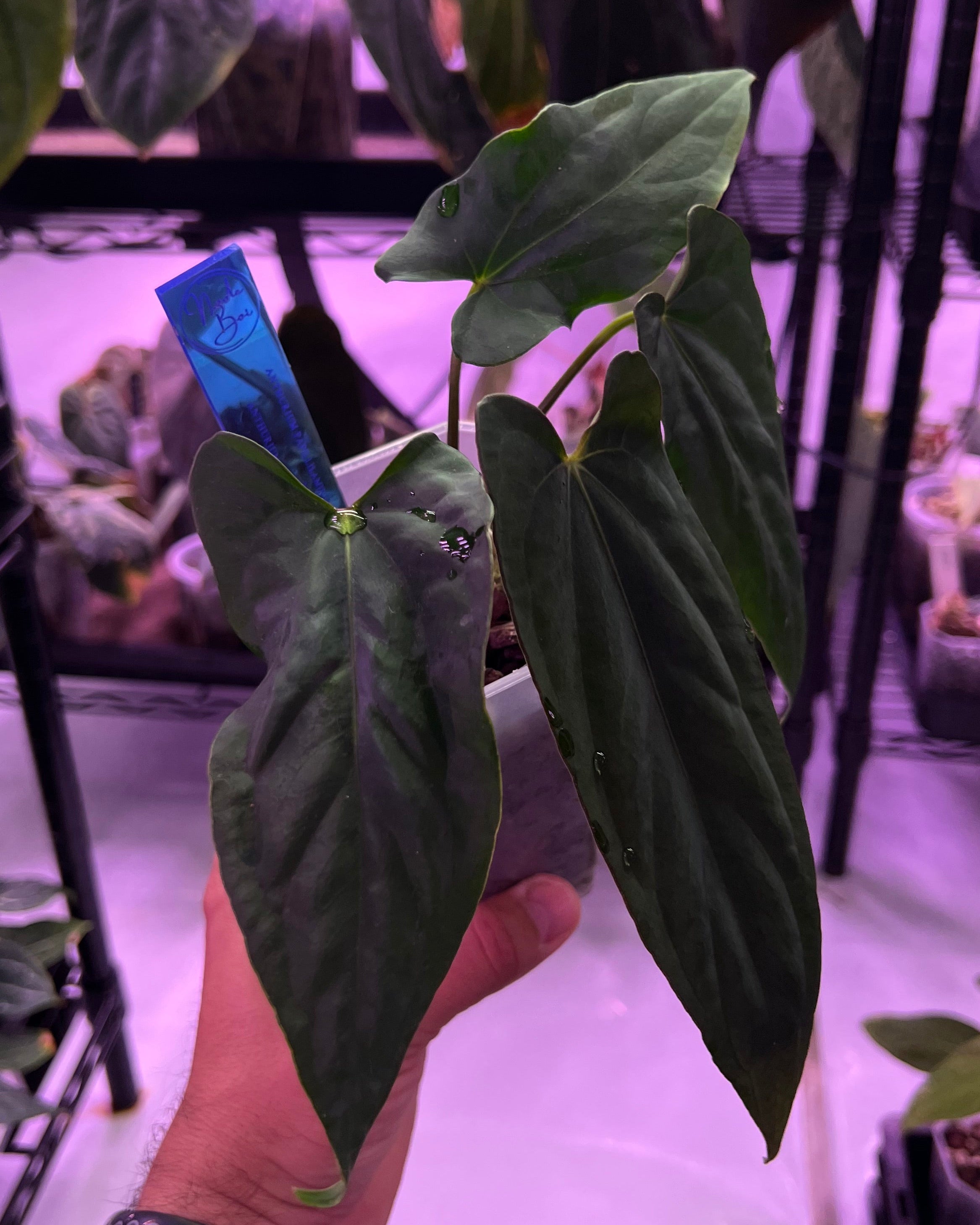 Anthurium papillilaminum Ralph Lynam x antolakii Purple Rain