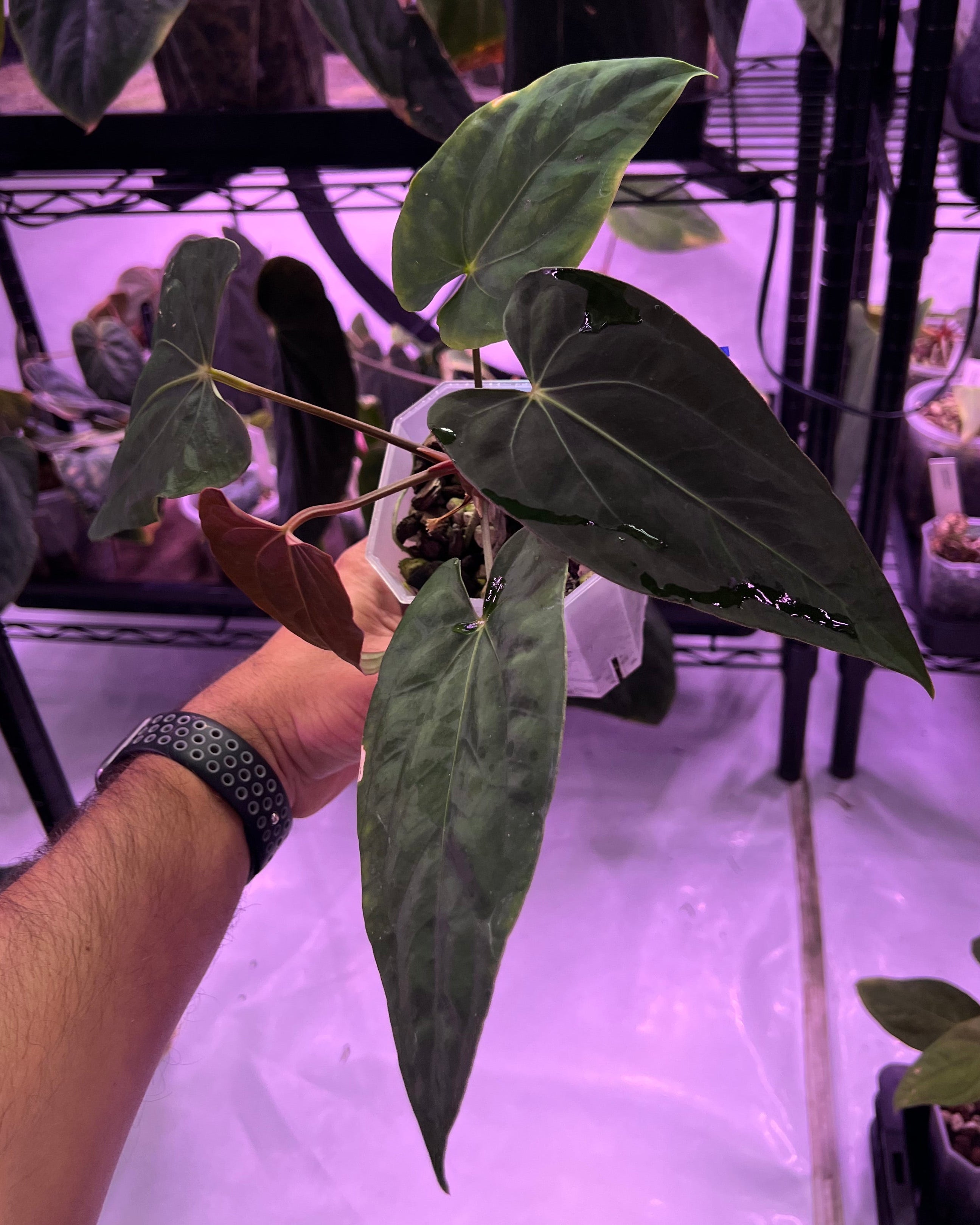 Anthurium papillilaminum Ralph Lynam x antolakii Purple Rain