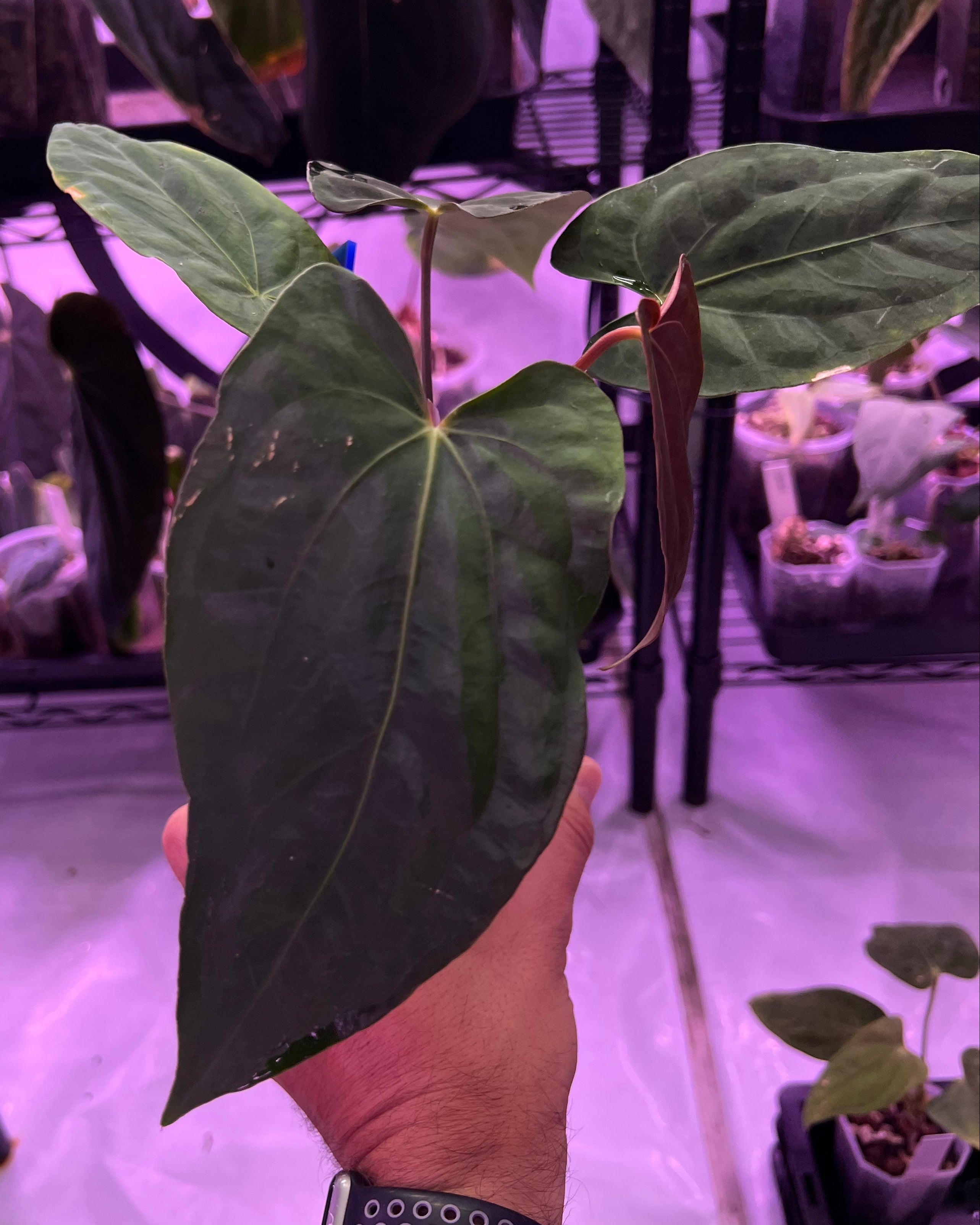 Anthurium papillilaminum Ralph Lynam x antolakii Purple Rain