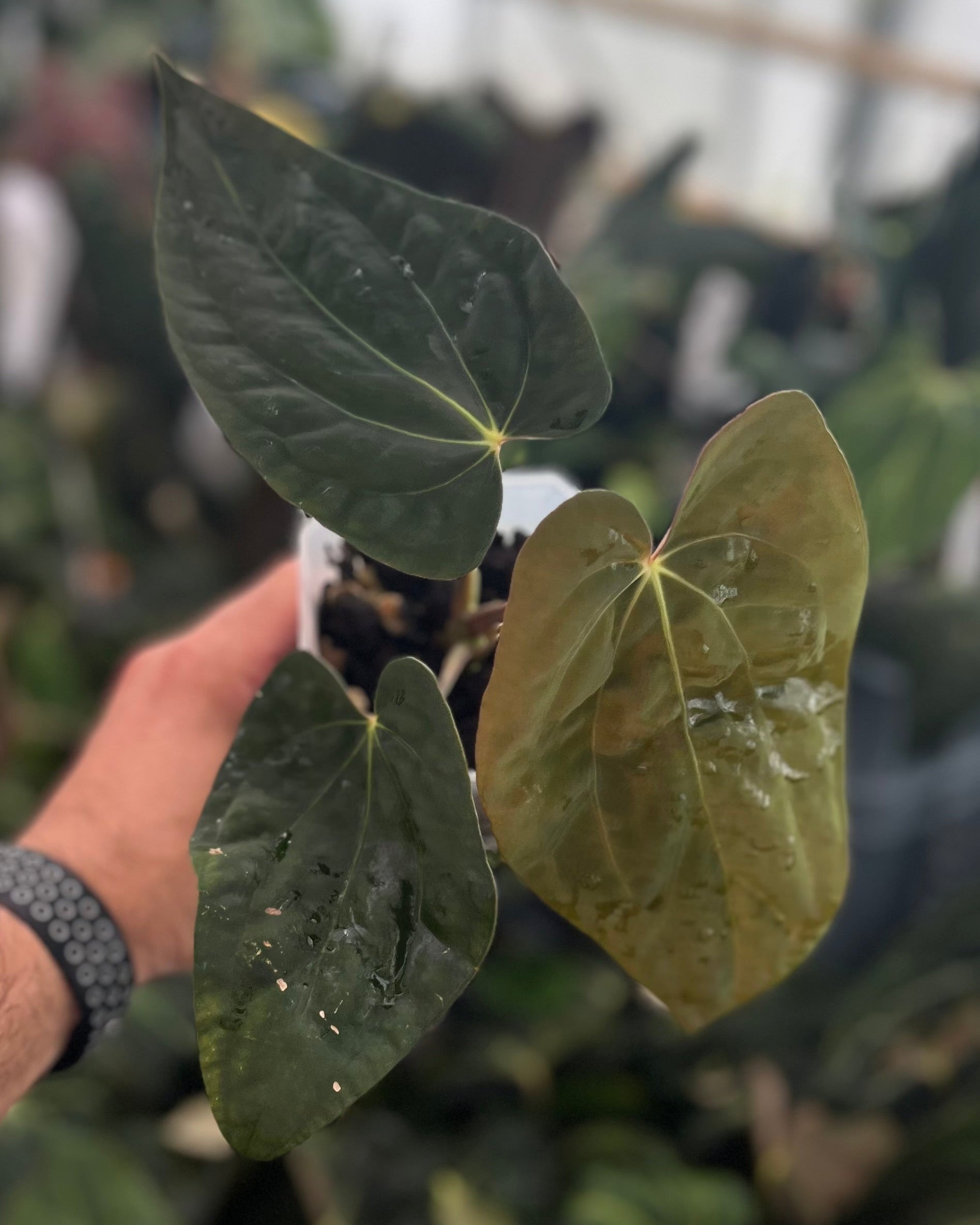 Anthurium antolakii BBL x papillilaminum RA5