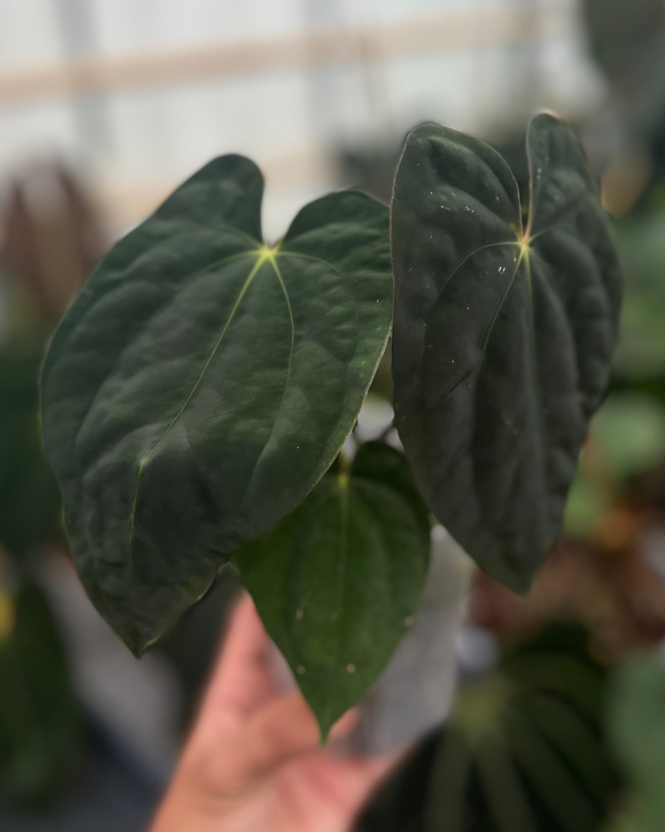 Anthurium antolakii BBL x papillilaminum RA5