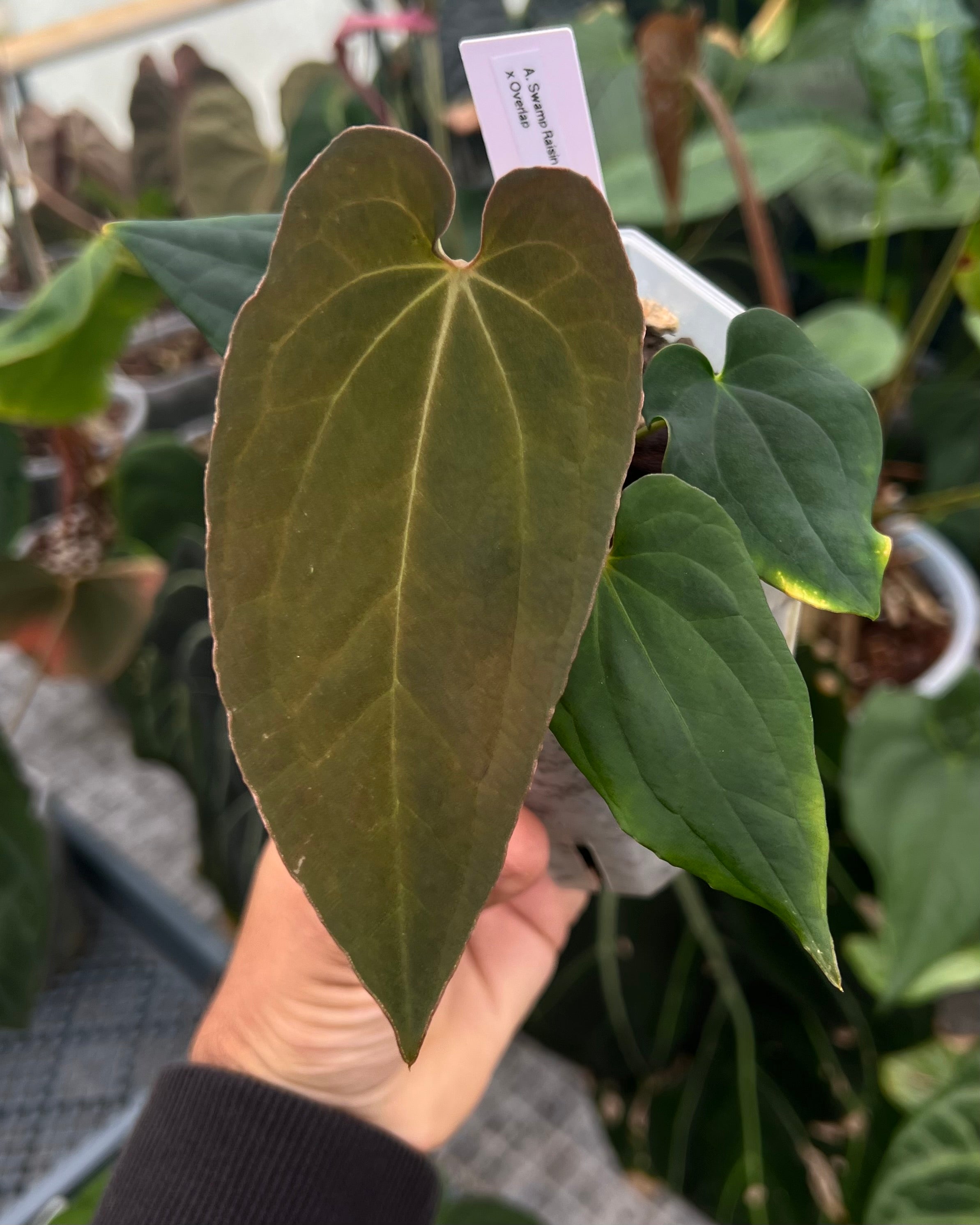 Anthurium antolakii Swamp Raisin x Overlap