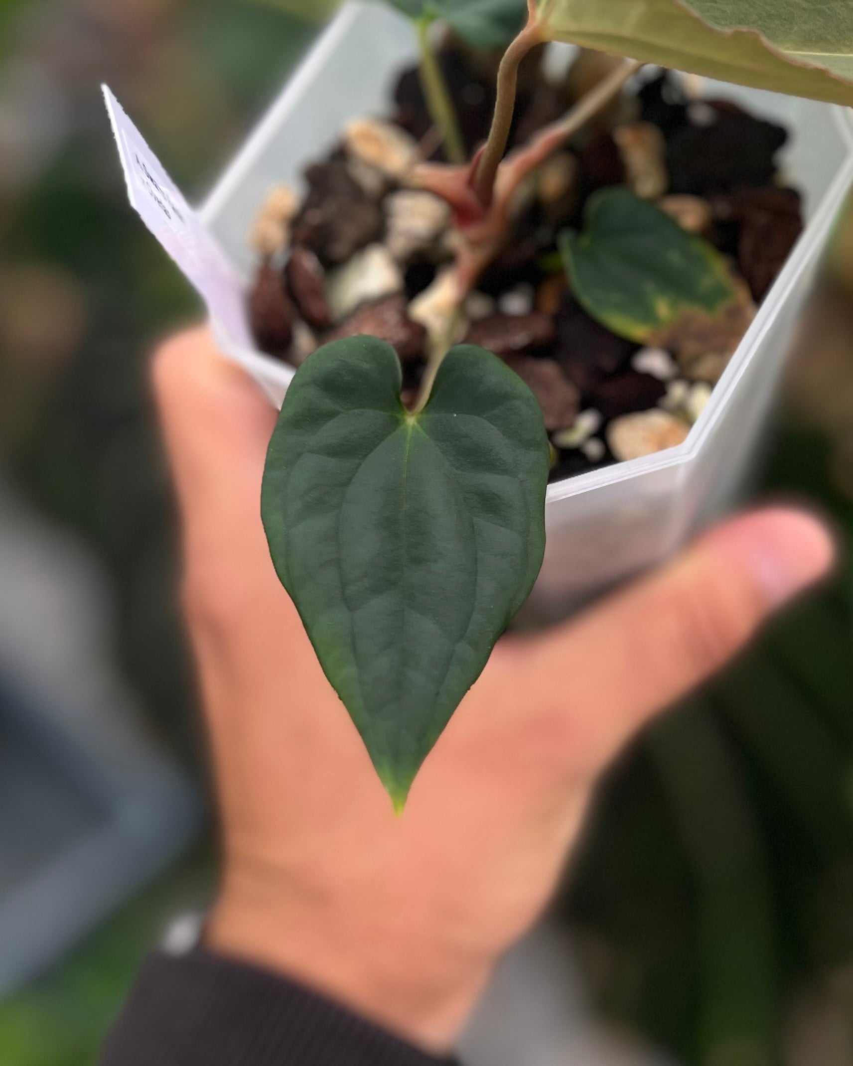 Anthurium antolakii Swamp Raisin x Overlap