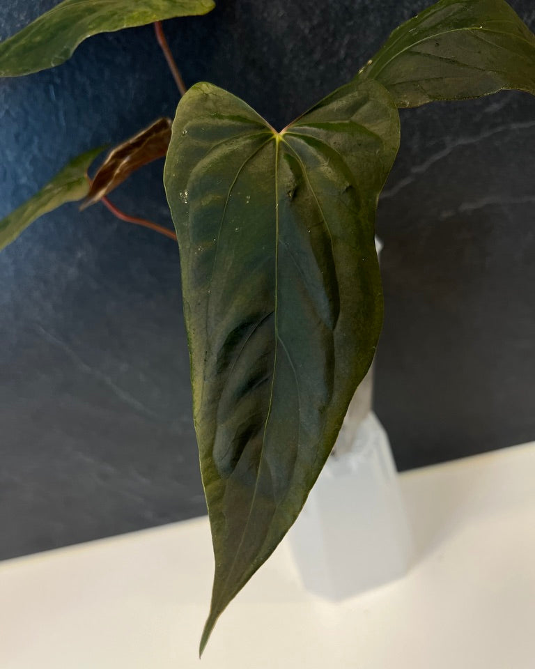 Anthurium papillilaminum Ralph Lynam S1