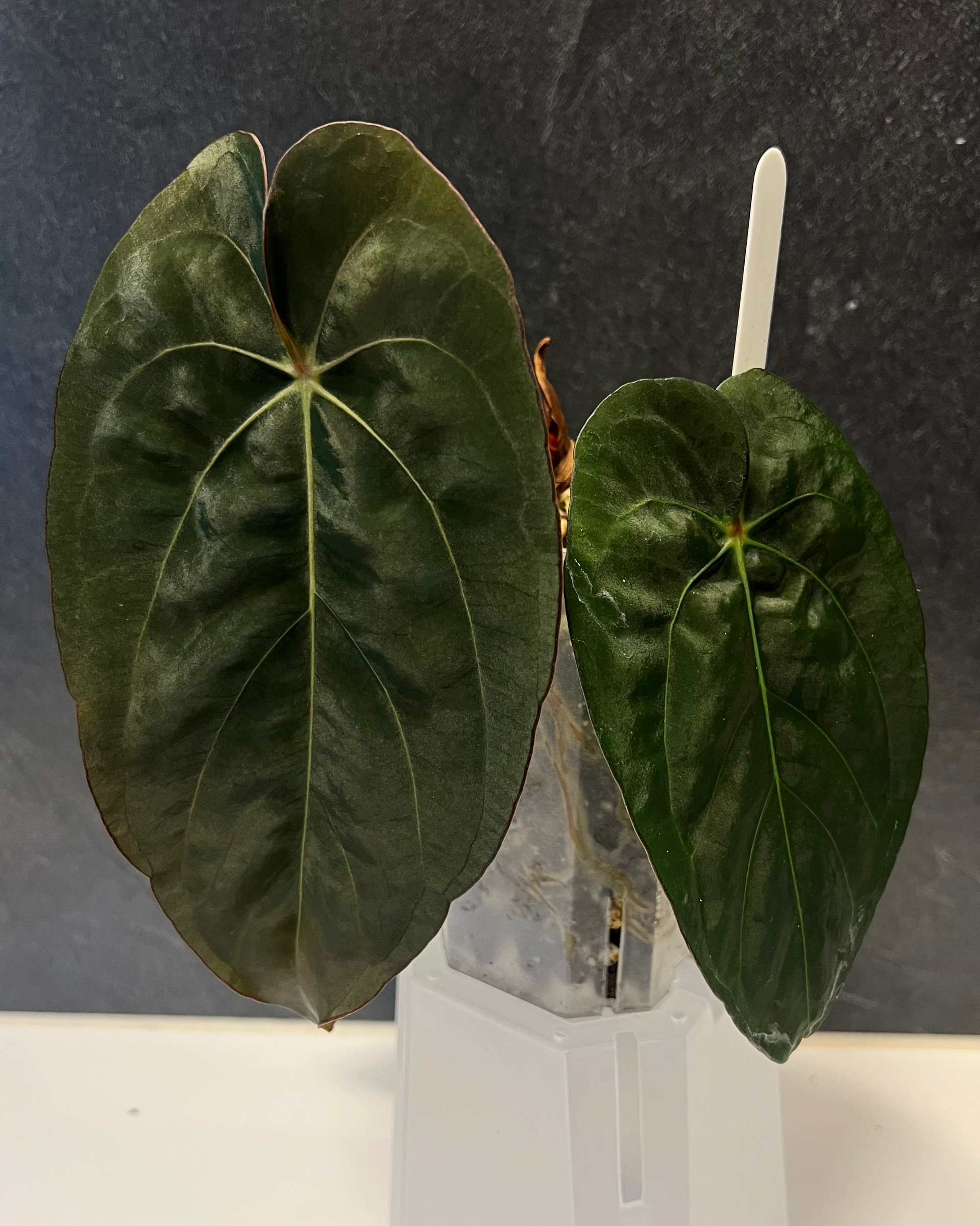 Anthurium dressleri NSE x carlablackiae RA8