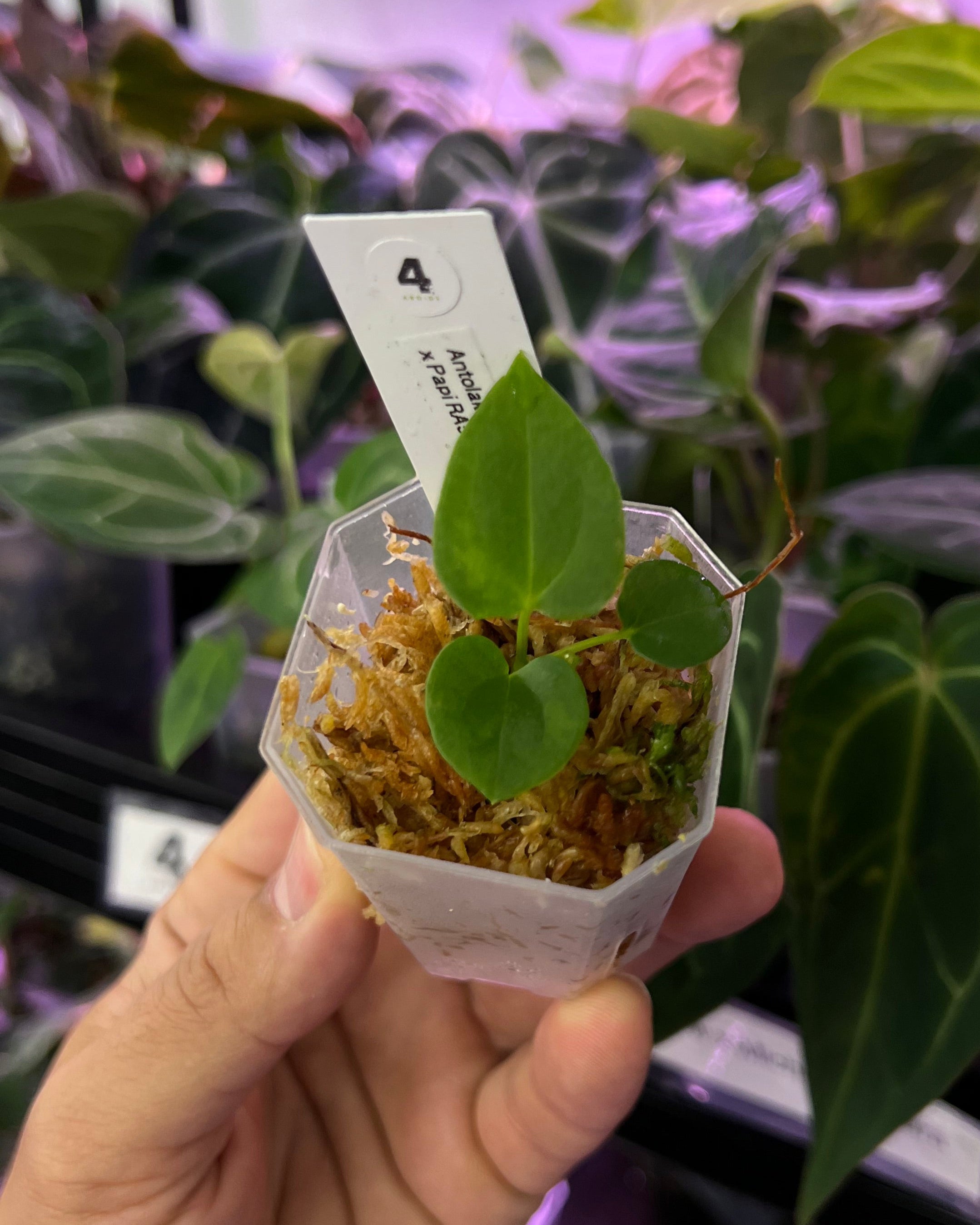 Anthurium antolakii BBL x papillilaminum RA5