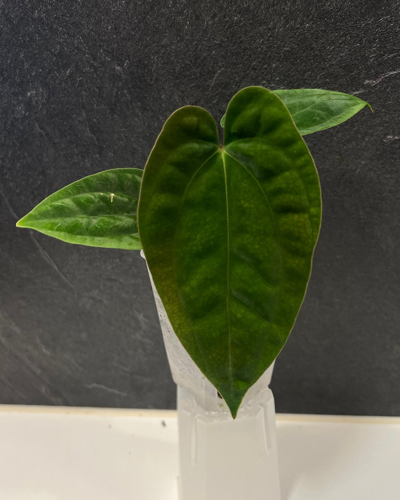 Anthurium antolakii BBL x papillilaminum RA5