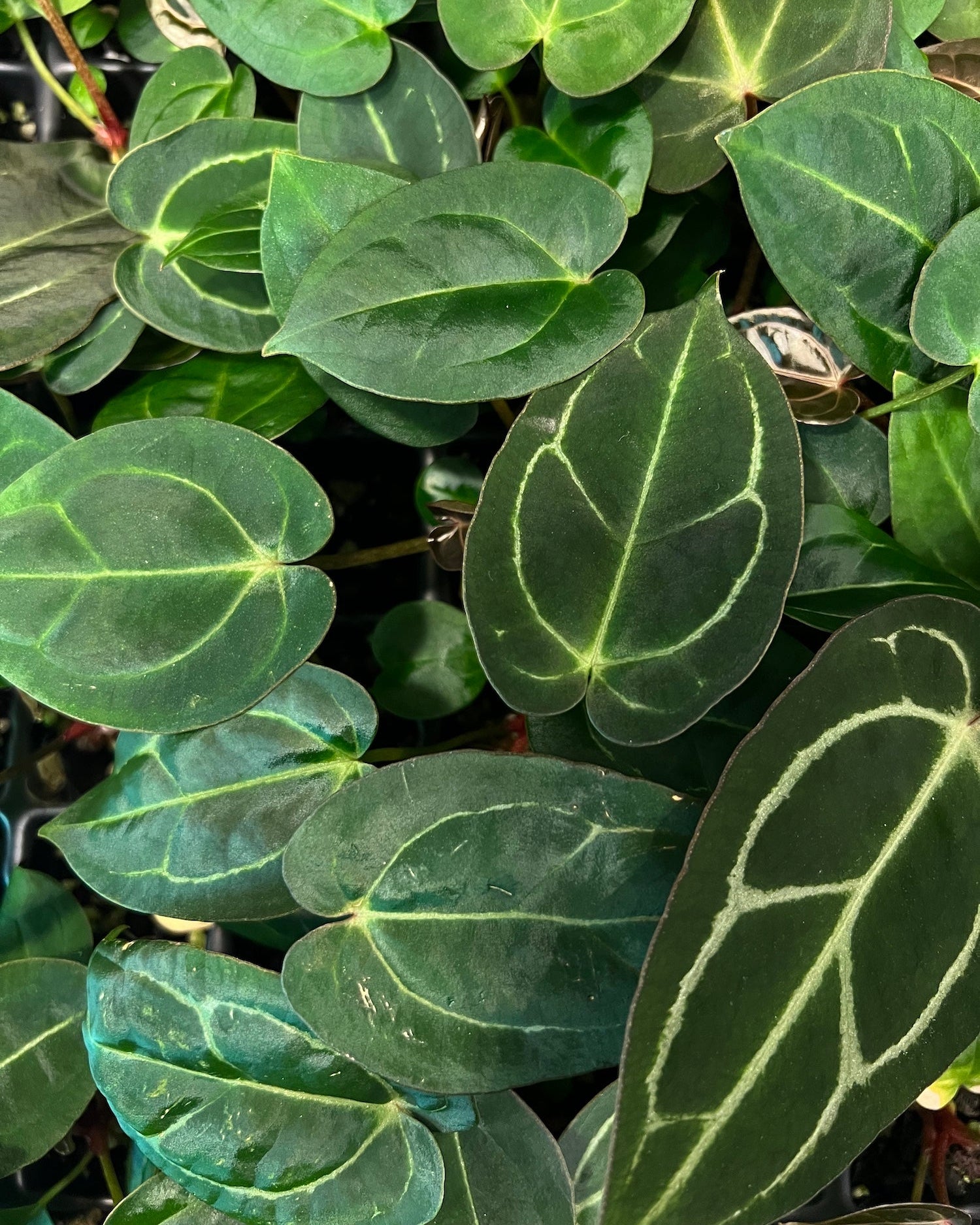 Anthurium (Black Widow x Michelle) x carlablackiae OG5