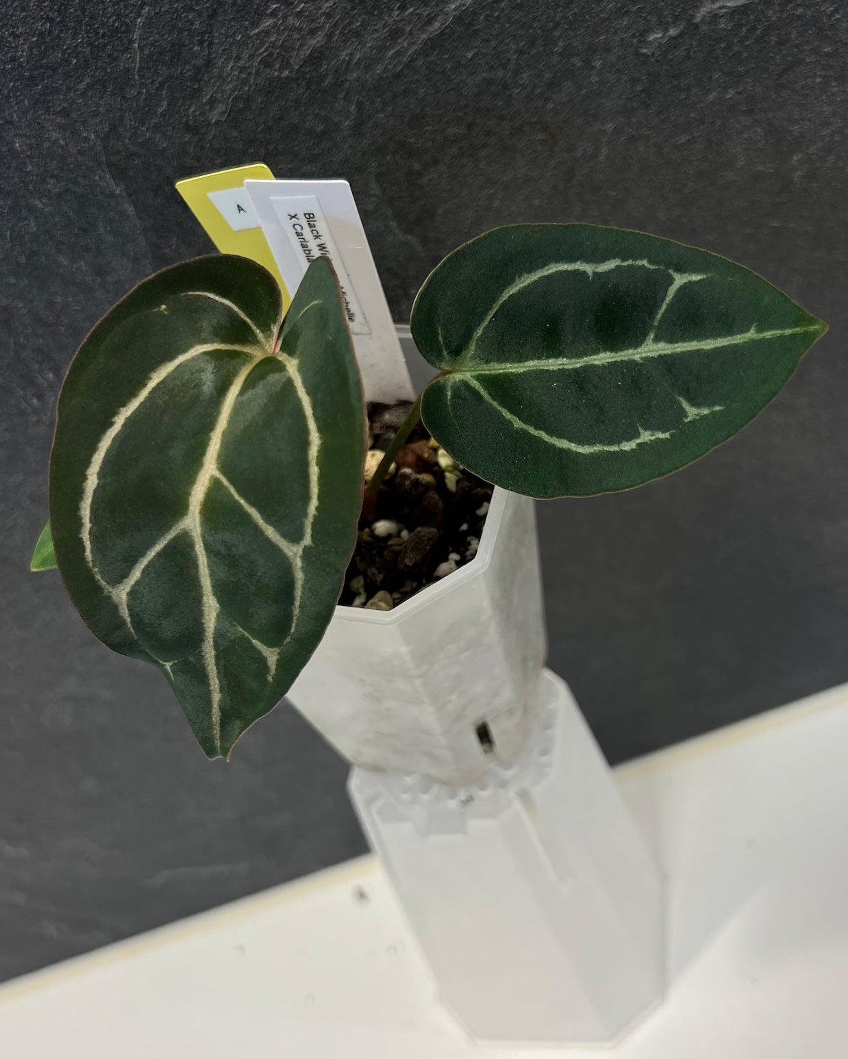 Anthurium (Black Widow x Michelle) x carlablackiae OG5