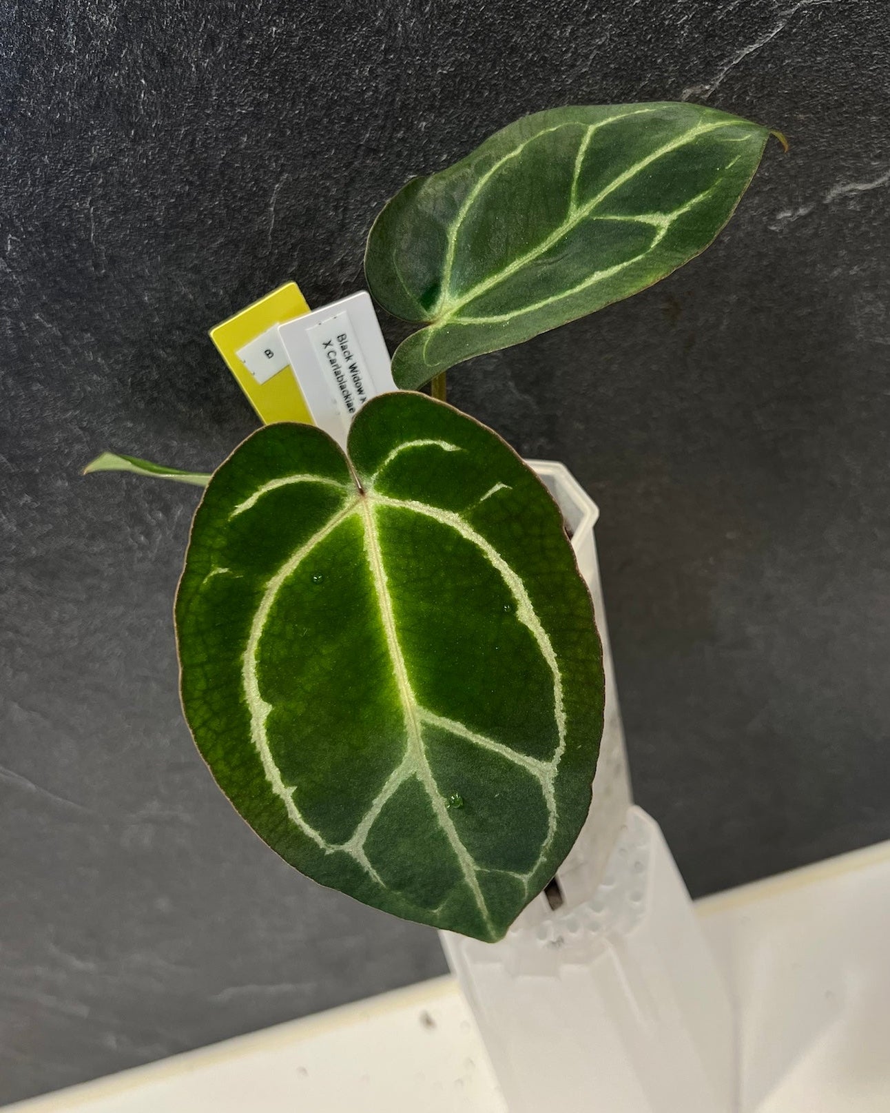 Anthurium (Black Widow x Michelle) x carlablackiae OG5