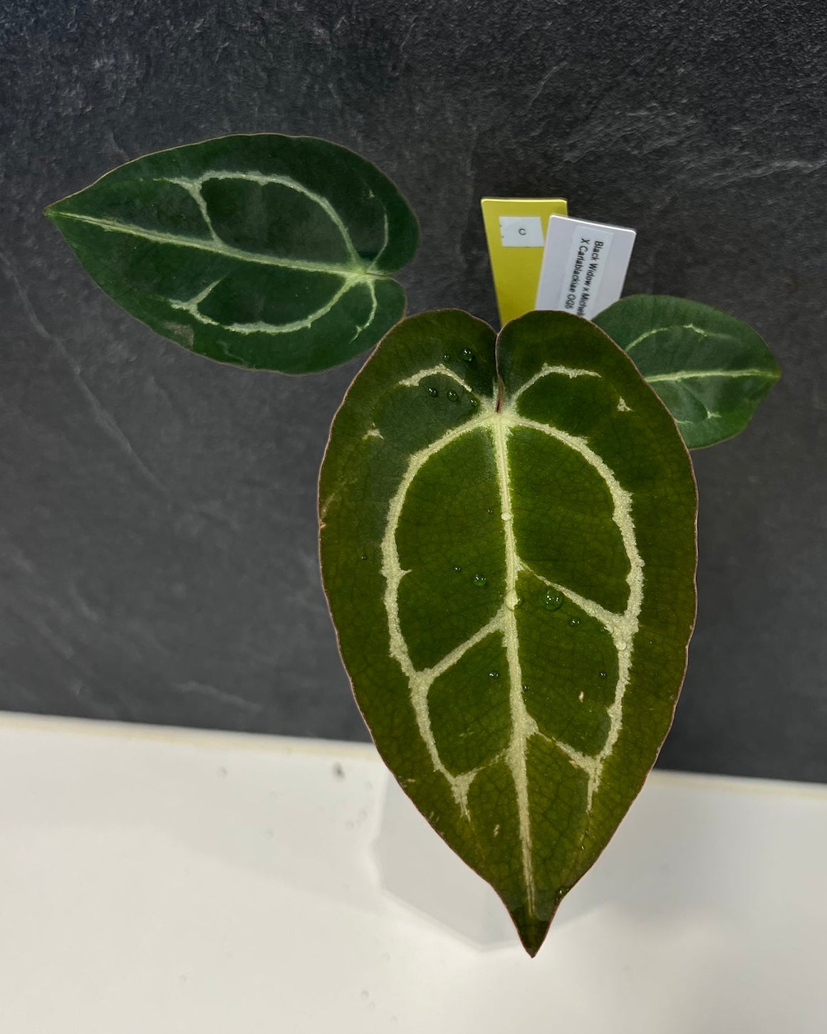Anthurium (Black Widow x Michelle) x carlablackiae OG5