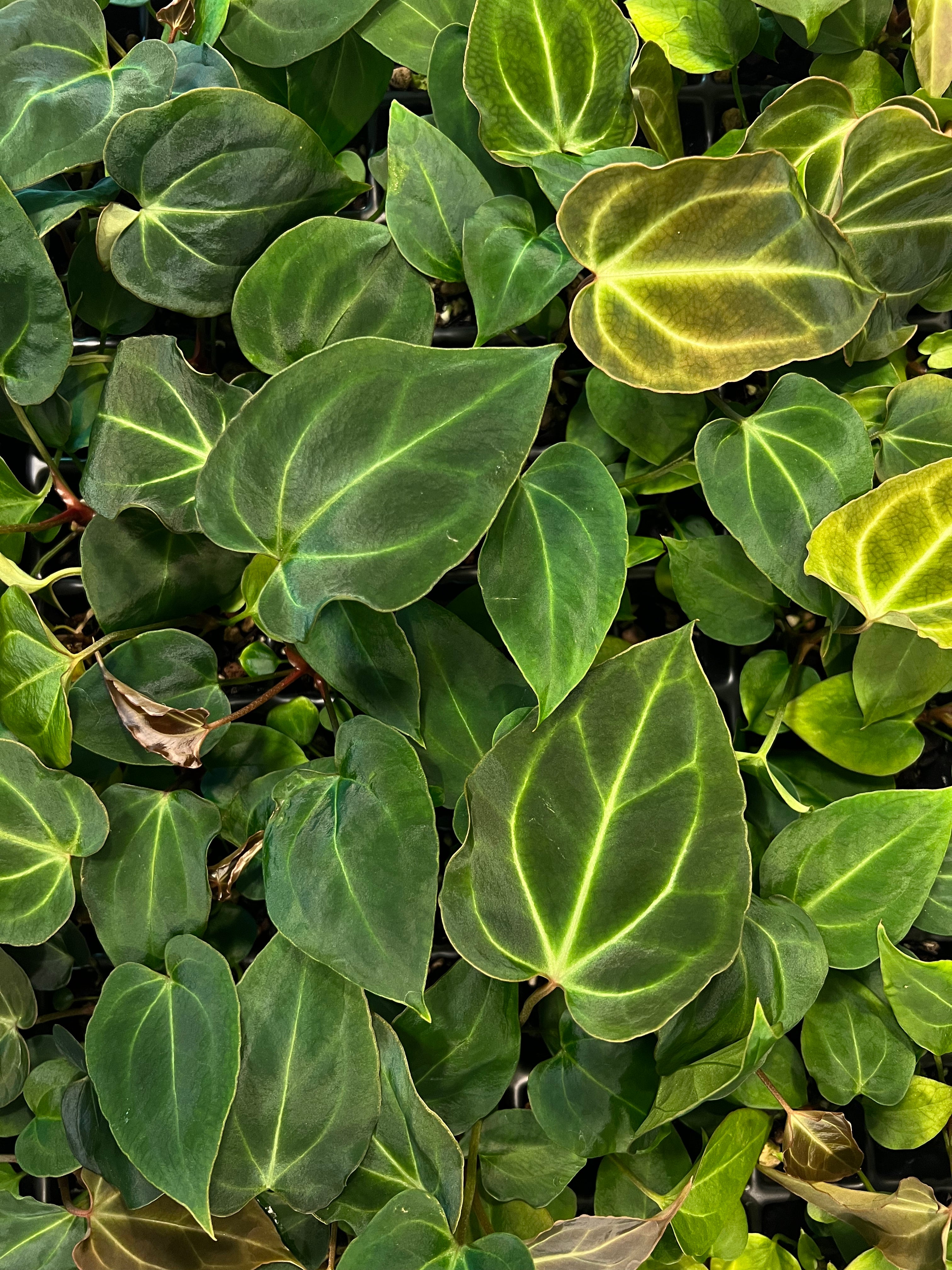 Anthurium besseae aff Wide Sinus x Odin