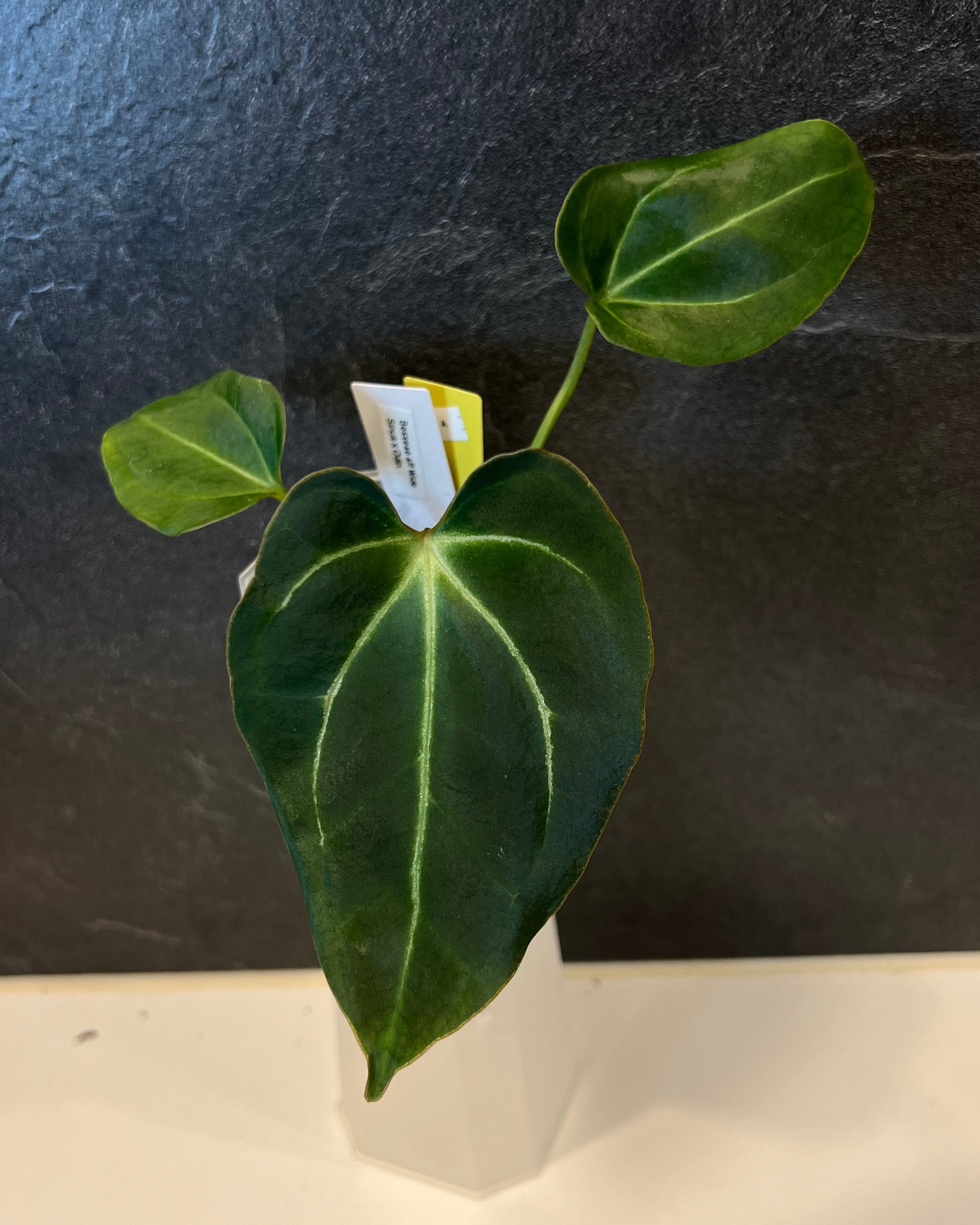 Anthurium besseae aff Wide Sinus x Odin
