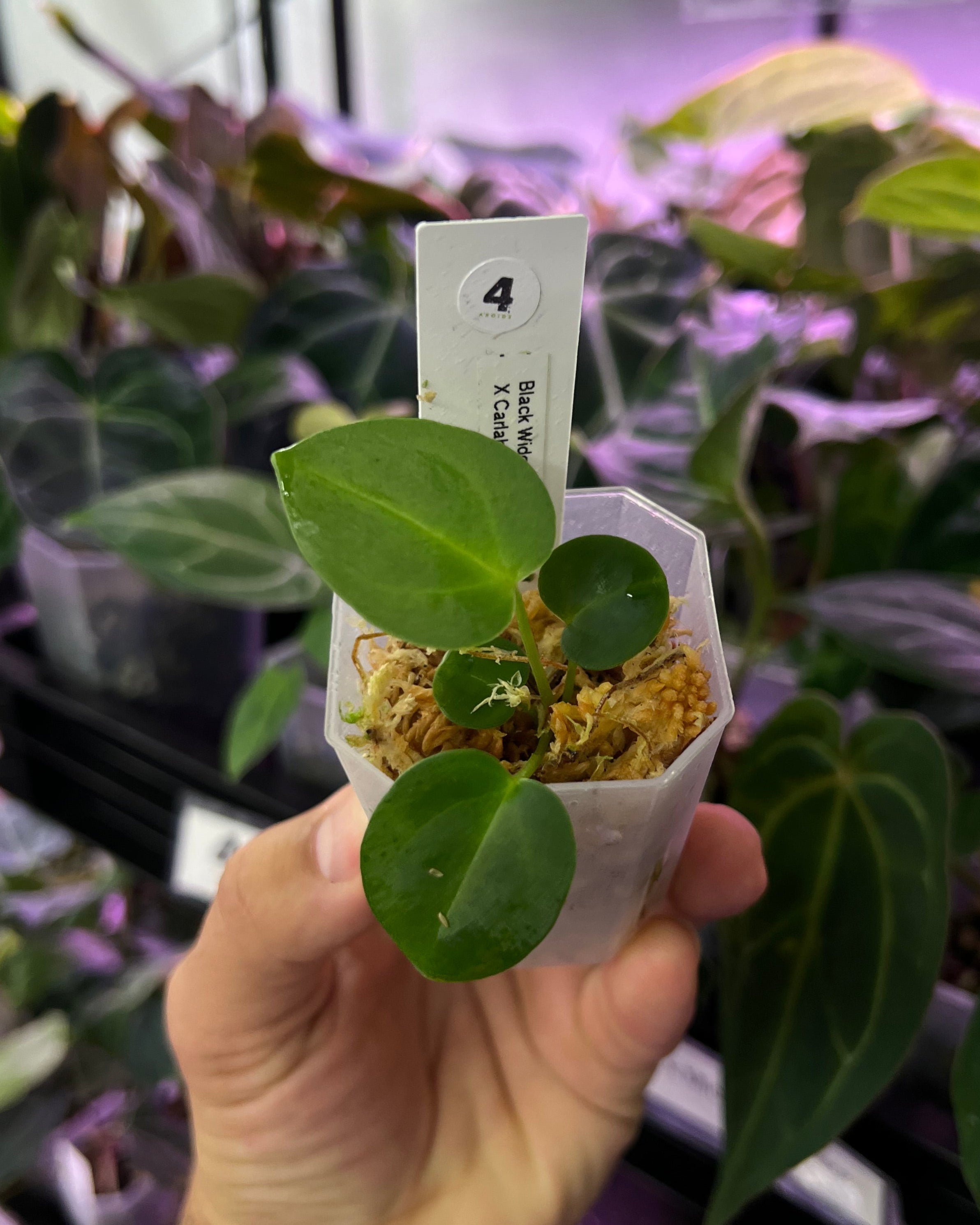 Anthurium (Black Widow x Michelle) x carlablackiae District - Seedling