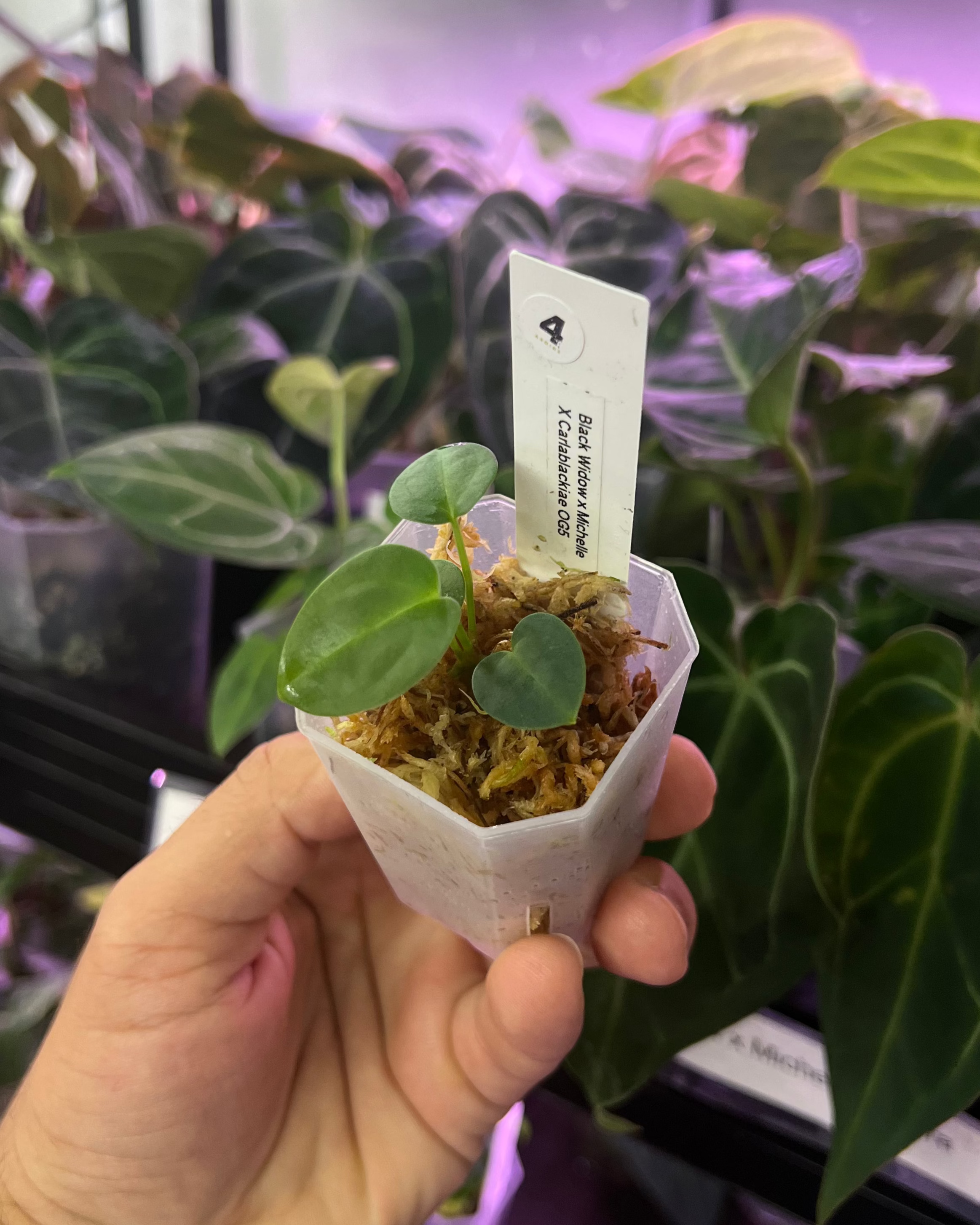 Anthurium (Black Widow x Michelle) x carlablackiae OG5