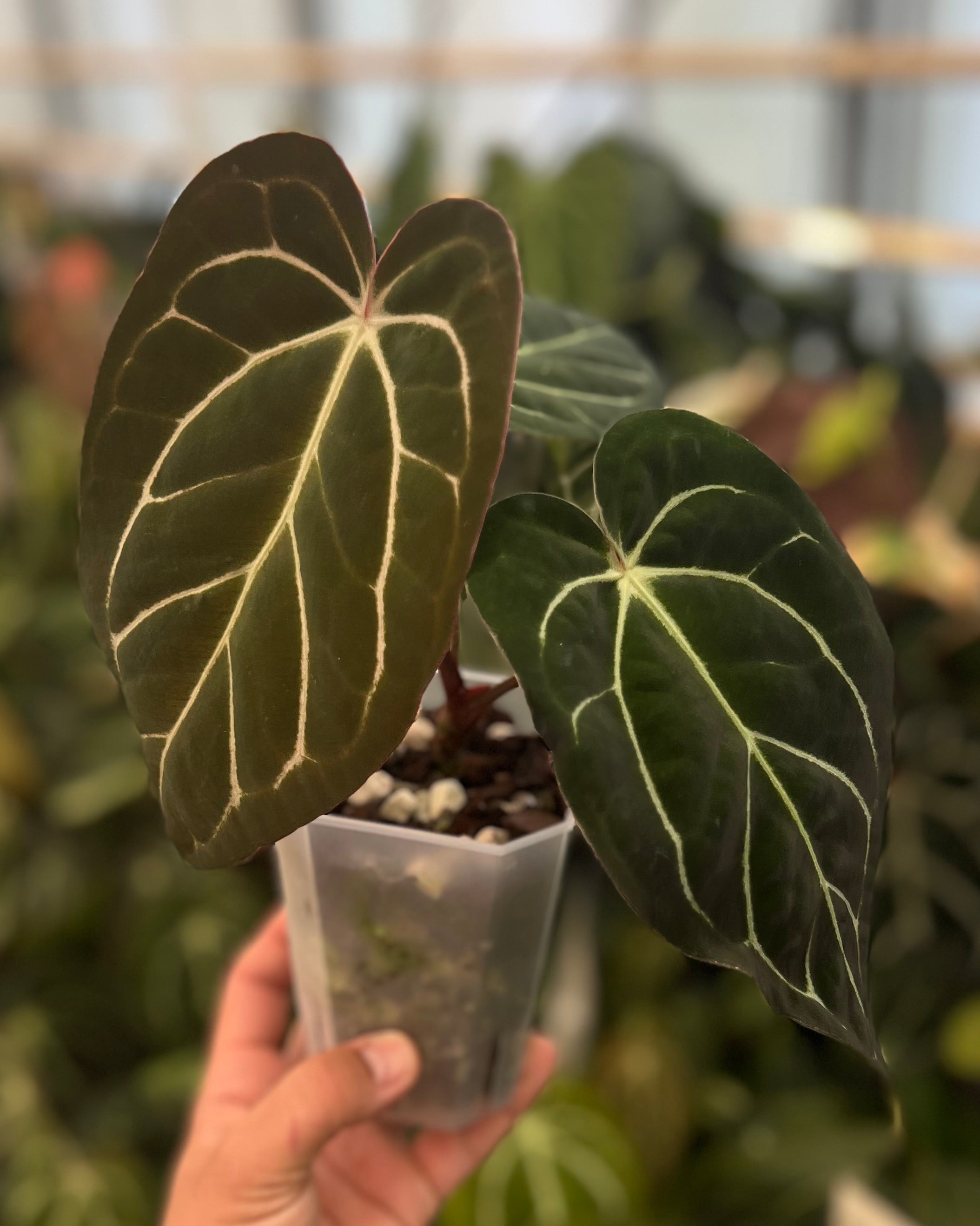 Anthurium (Black Widow x Michelle) x carlablackiae OG5