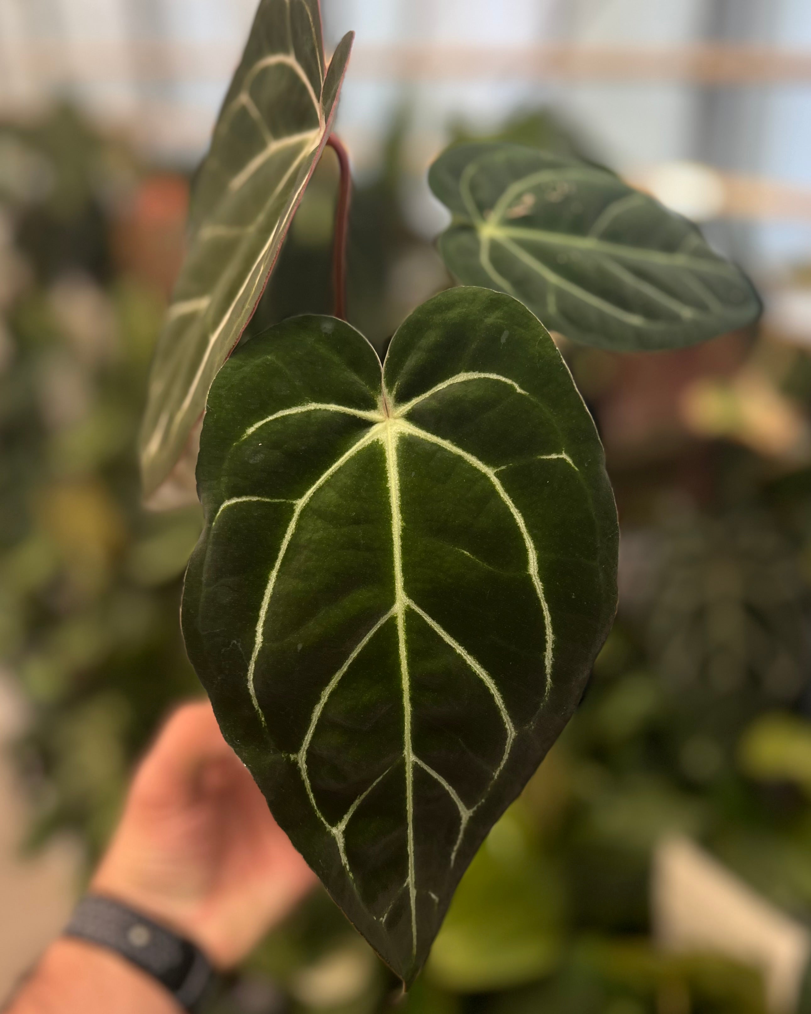 Anthurium (Black Widow x Michelle) x carlablackiae OG5