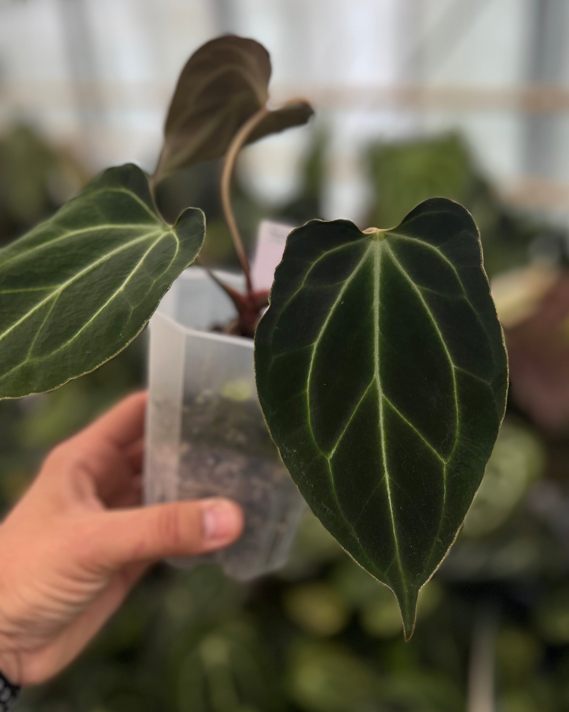Anthurium besseae aff Wide Sinus x Odin