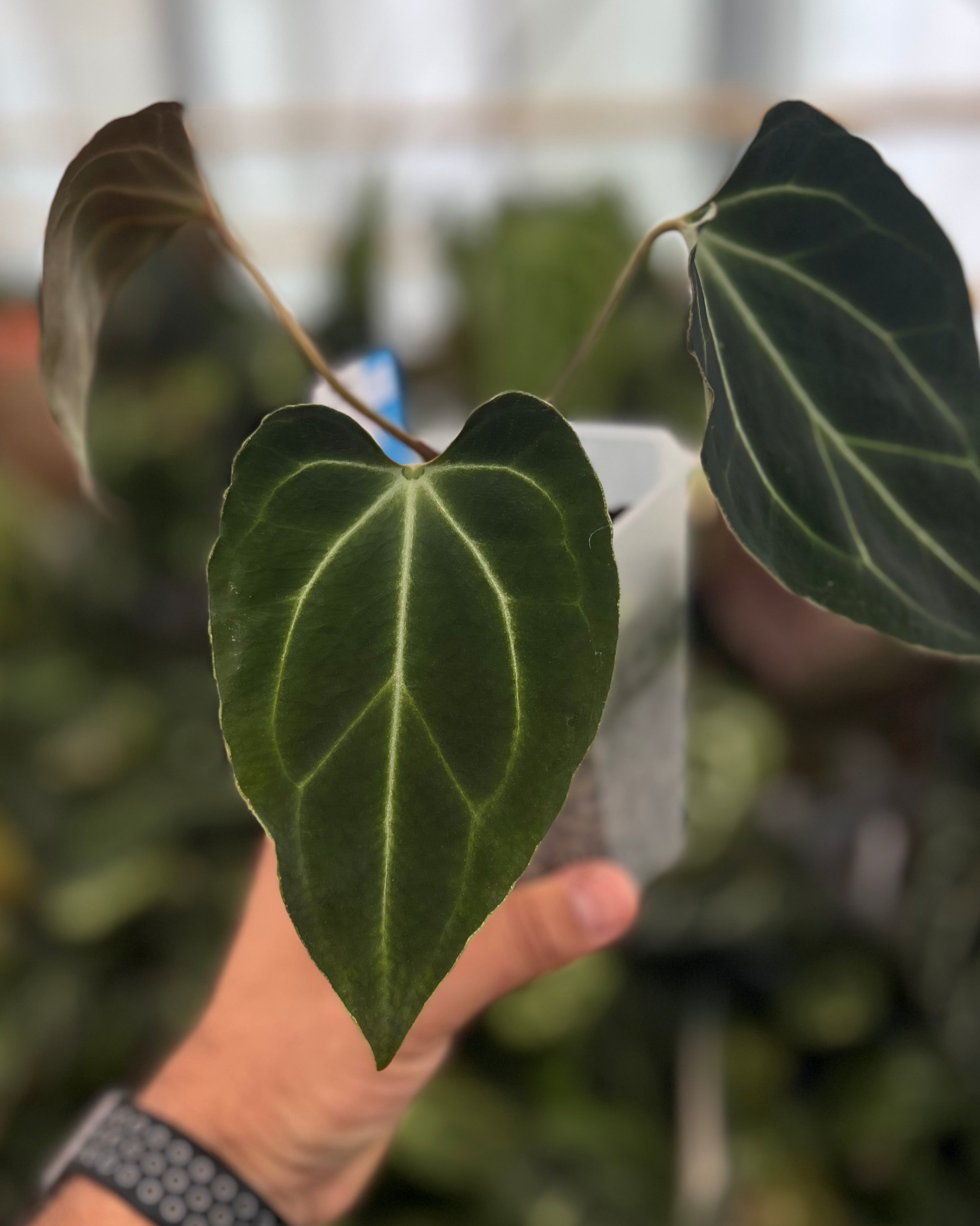 Anthurium besseae aff Wide Sinus x Odin