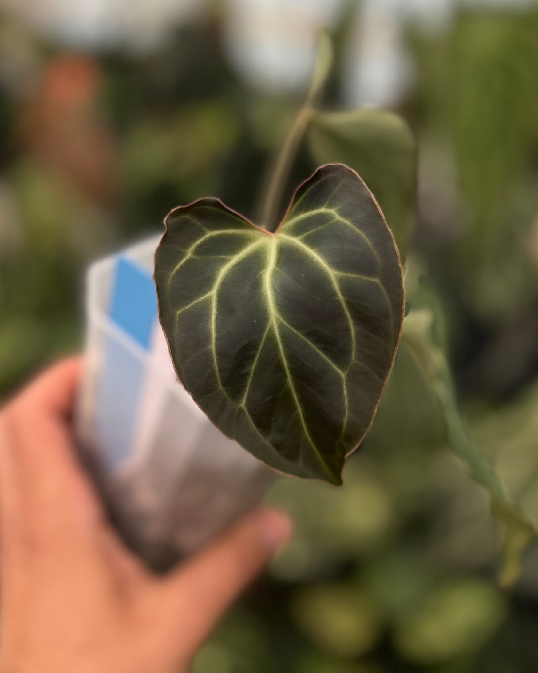 Anthurium besseae aff Wide Sinus x Odin