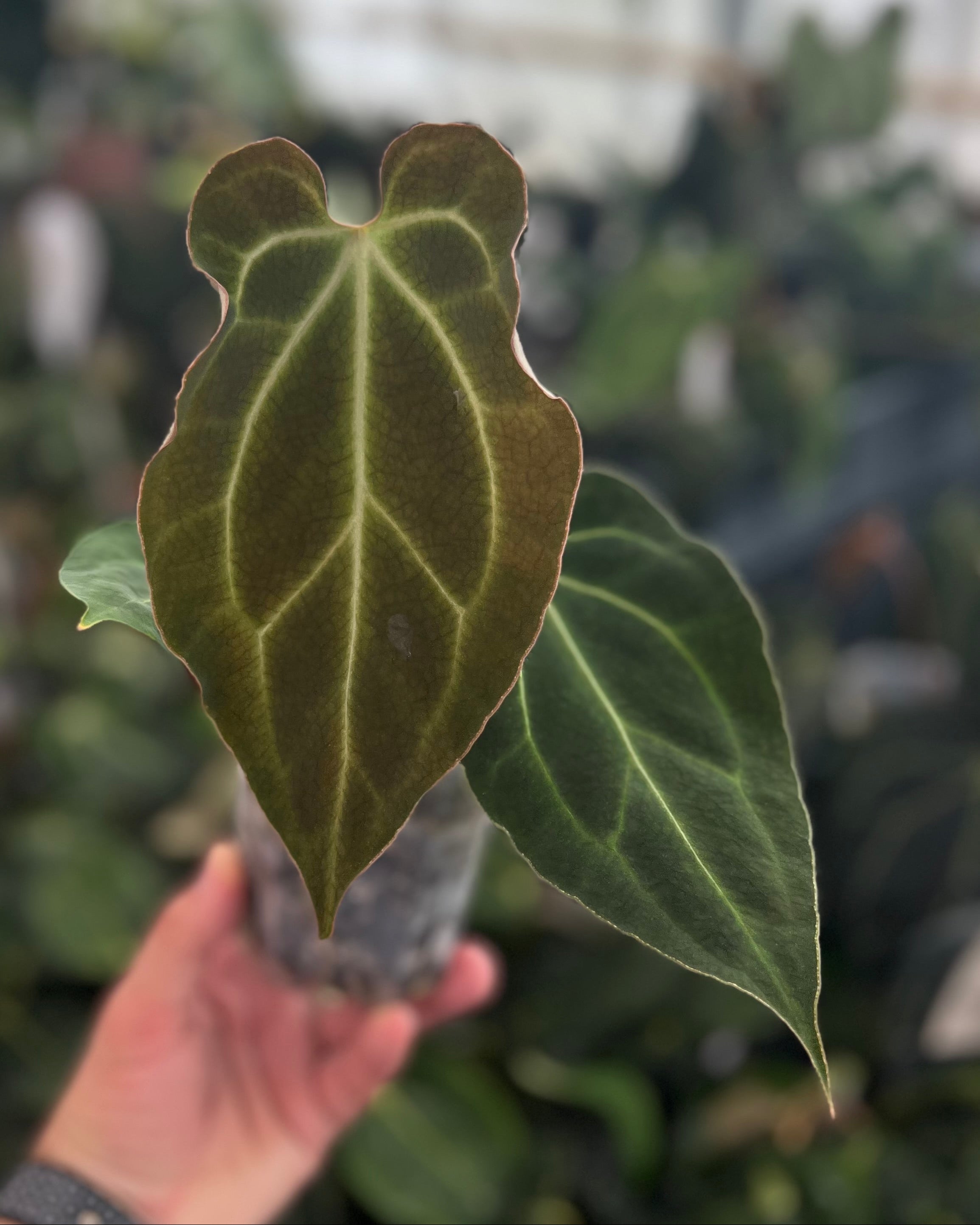 Anthurium besseae aff Wide Sinus x Odin
