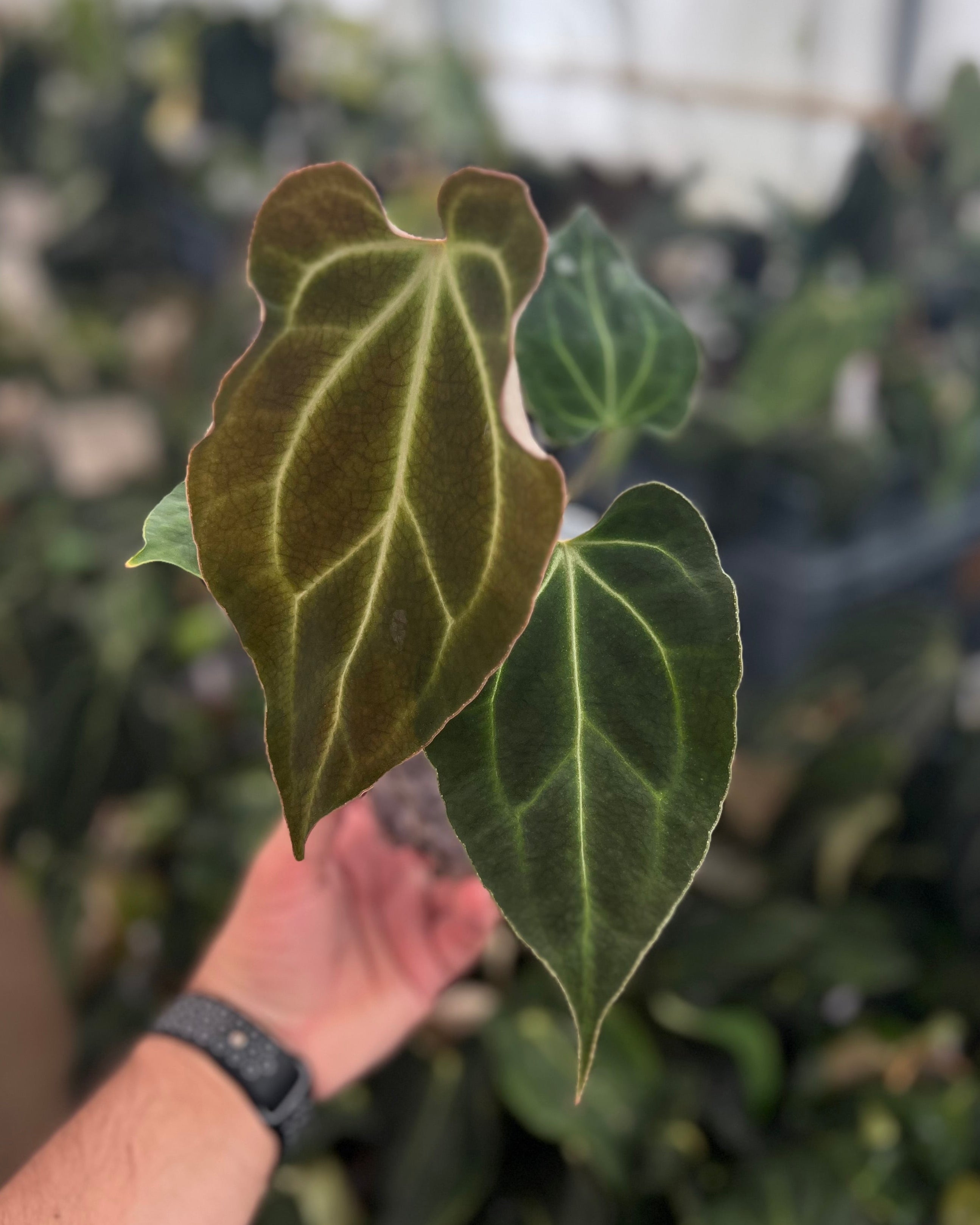 Anthurium besseae aff Wide Sinus x Odin