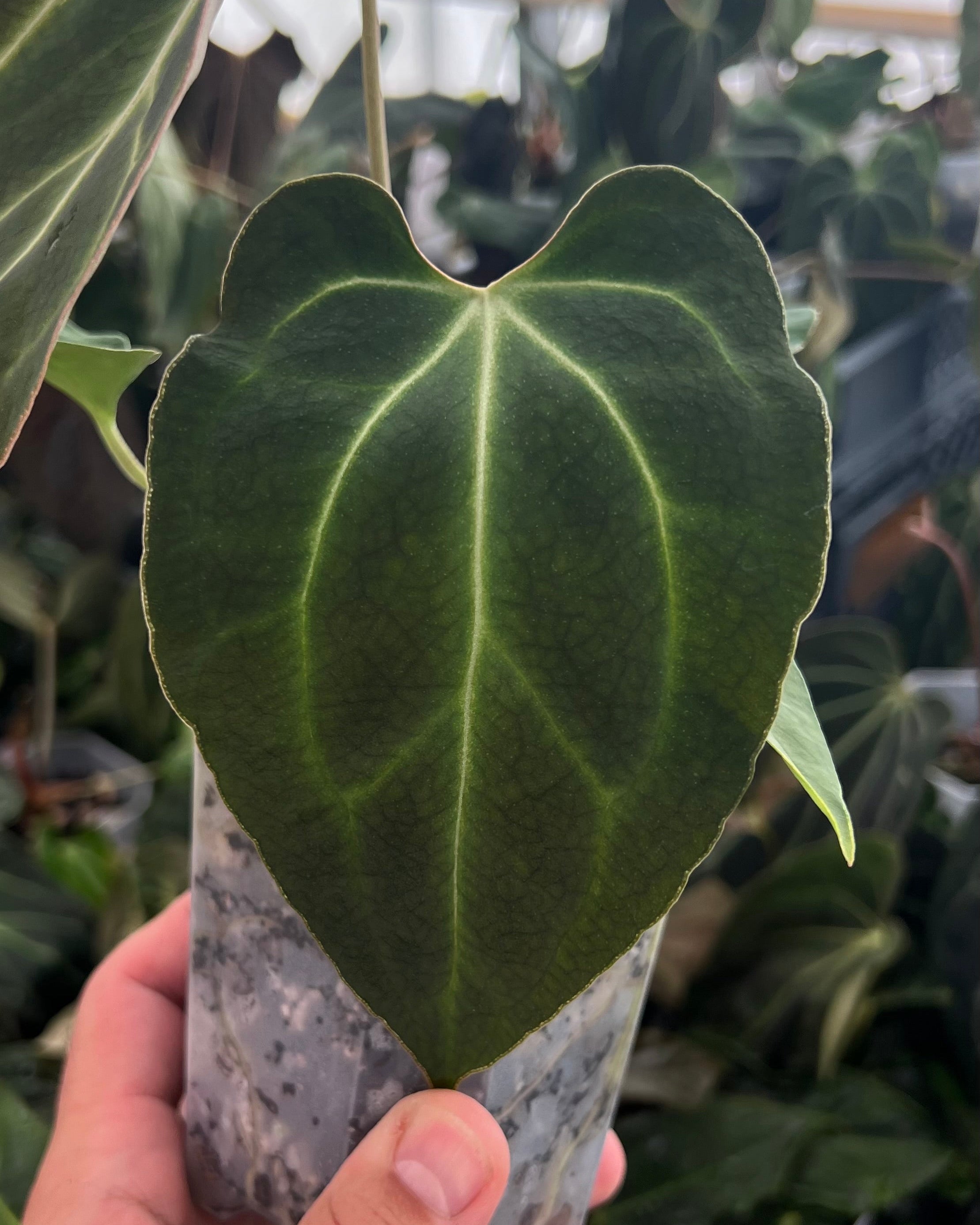 Anthurium besseae aff Wide Sinus x Odin