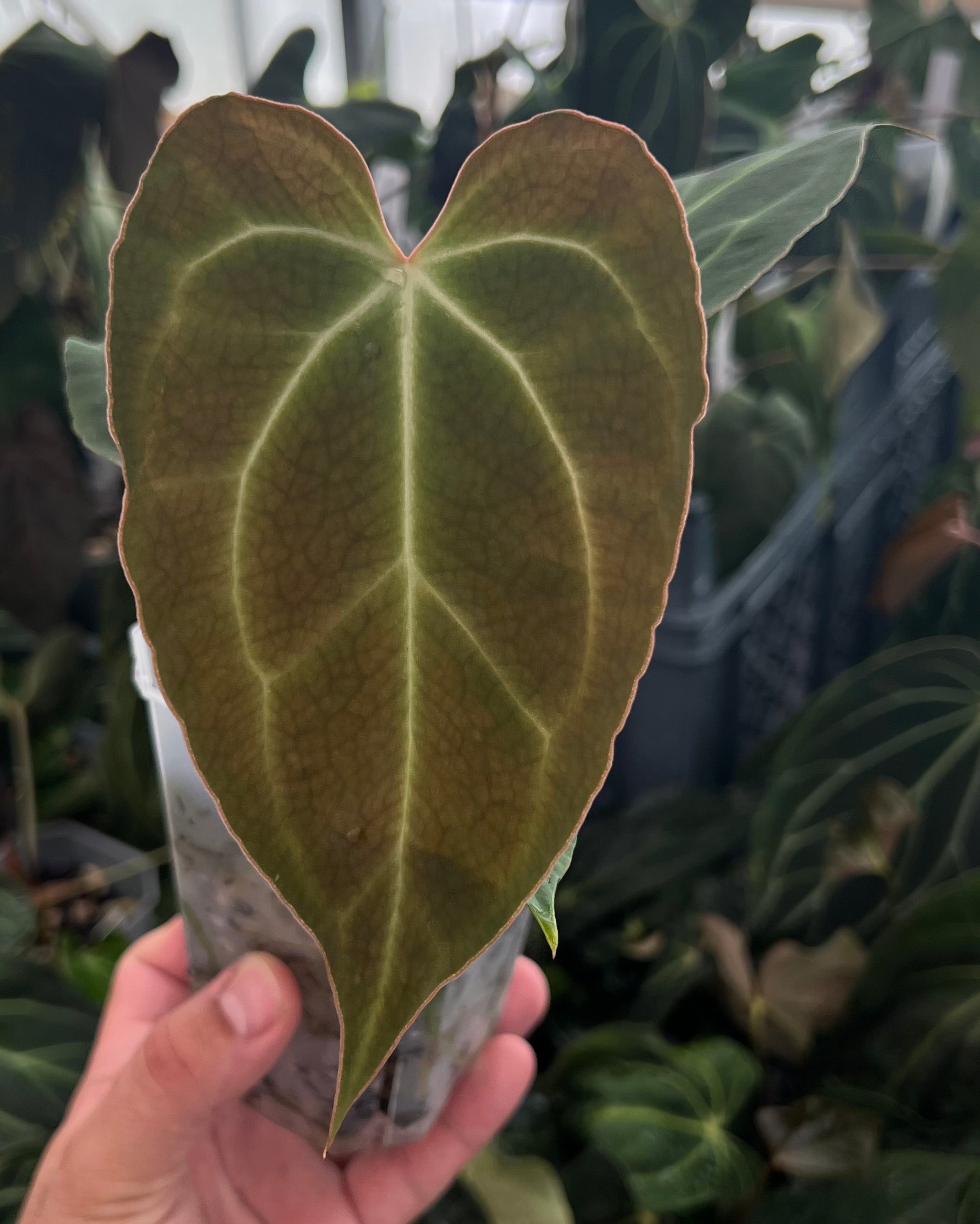 Anthurium besseae aff Wide Sinus x Odin