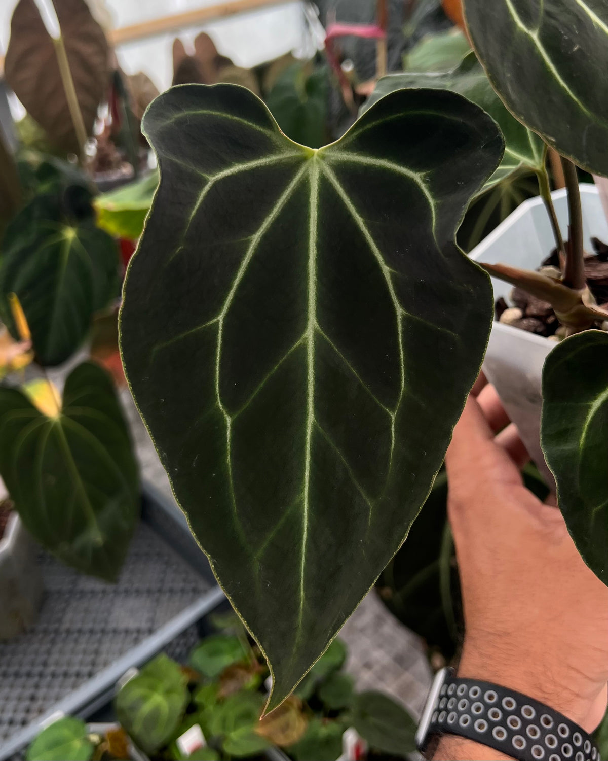 Anthurium besseae aff Wide Sinus x Odin