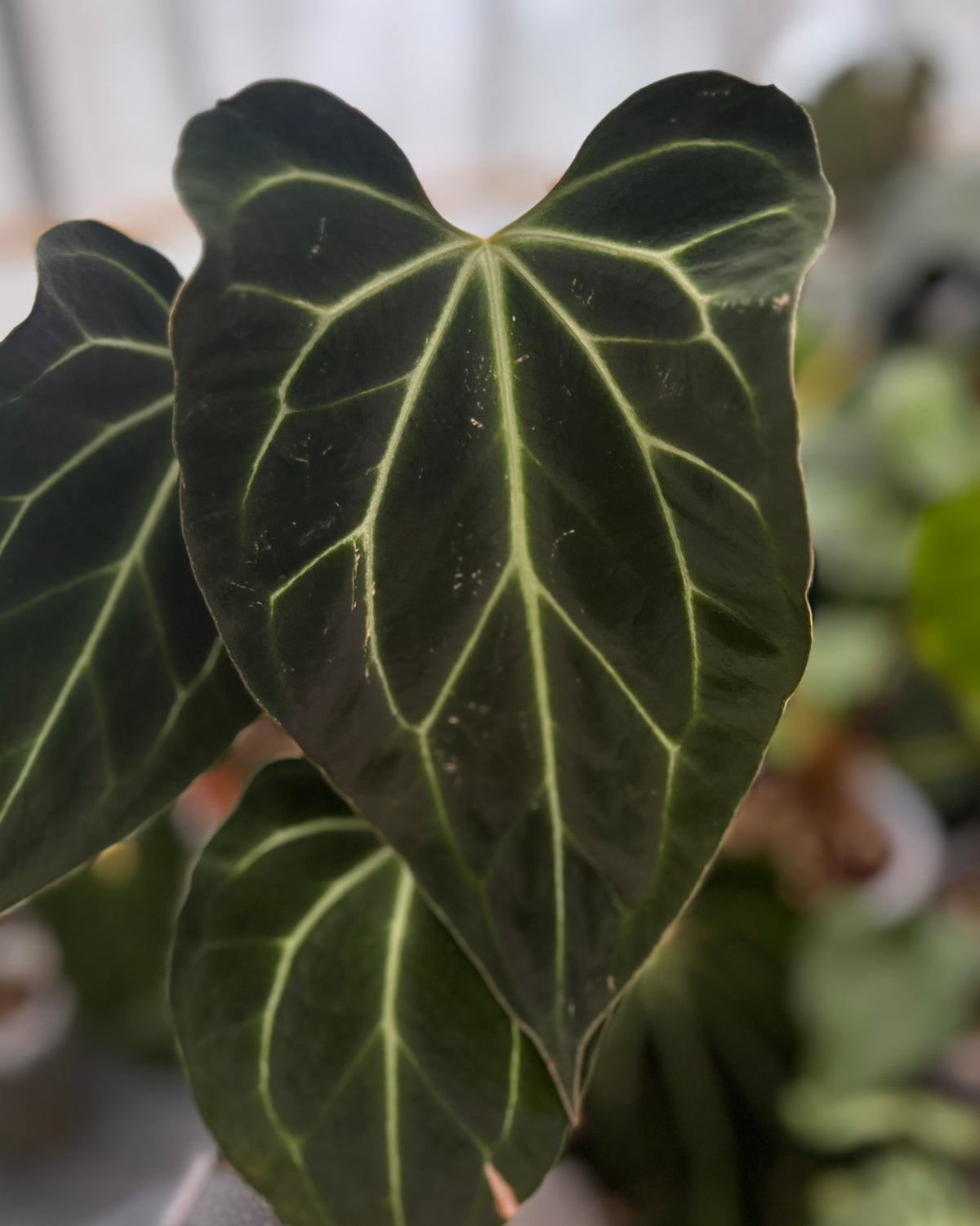 Anthurium besseae aff Wide Sinus x Odin