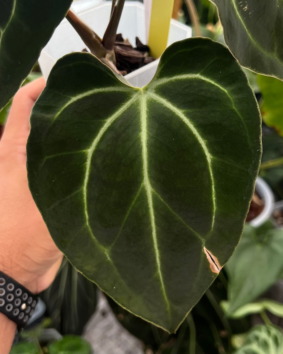 Anthurium besseae aff Wide Sinus x Odin