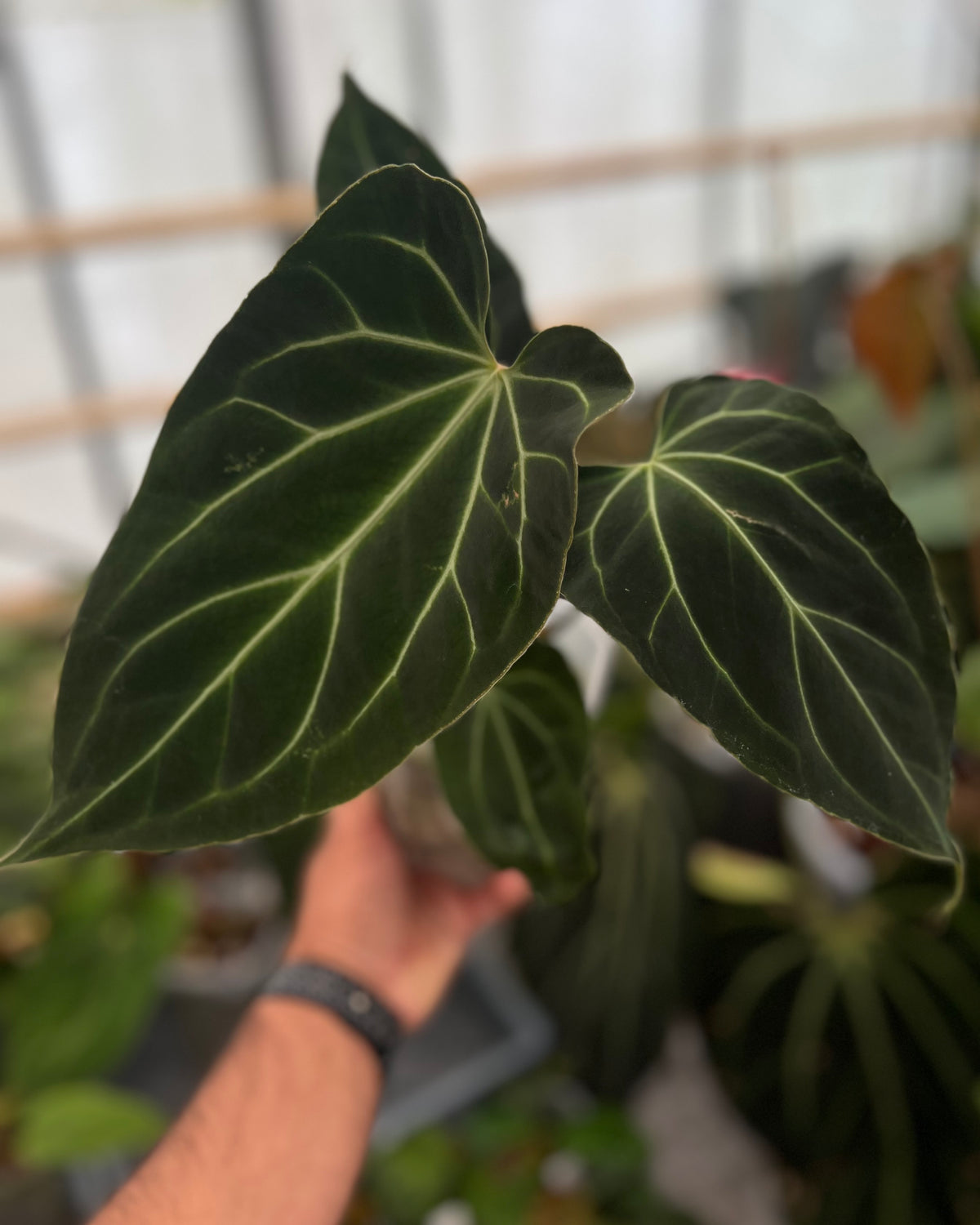 Anthurium besseae aff Wide Sinus x Odin