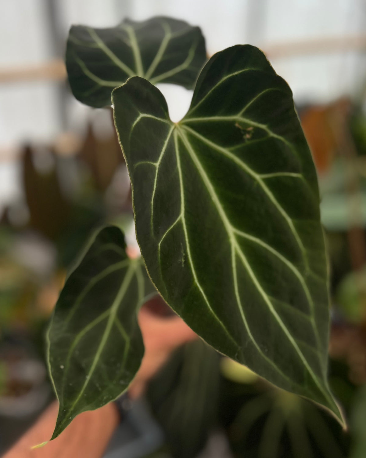 Anthurium besseae aff Wide Sinus x Odin