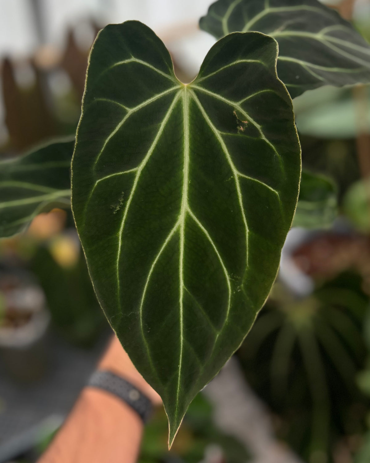 Anthurium besseae aff Wide Sinus x Odin