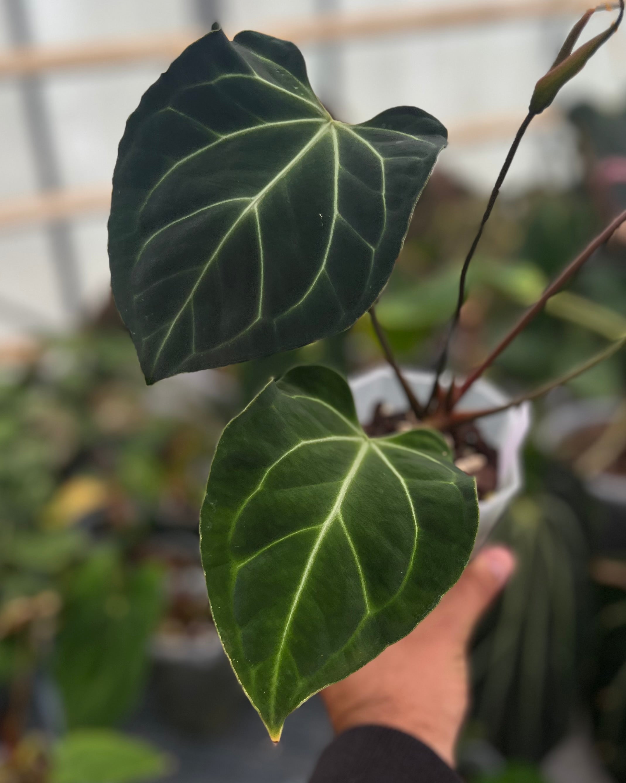 Anthurium besseae aff Wide Sinus x Odin