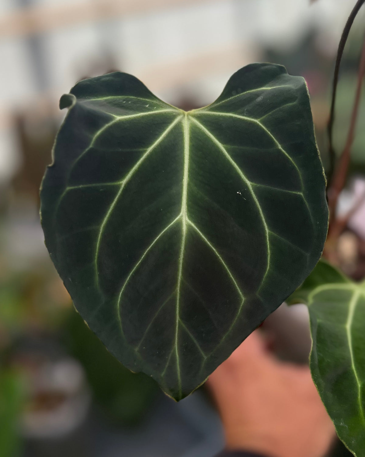 Anthurium besseae aff Wide Sinus x Odin