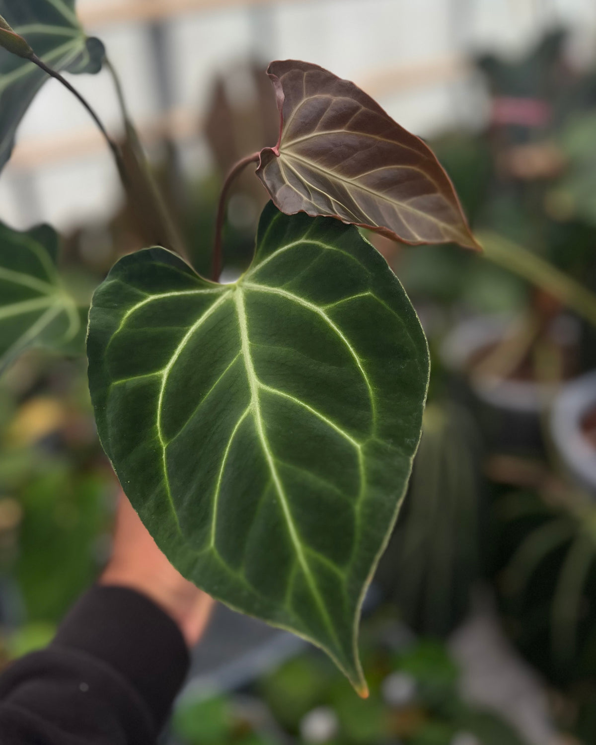 Anthurium besseae aff Wide Sinus x Odin