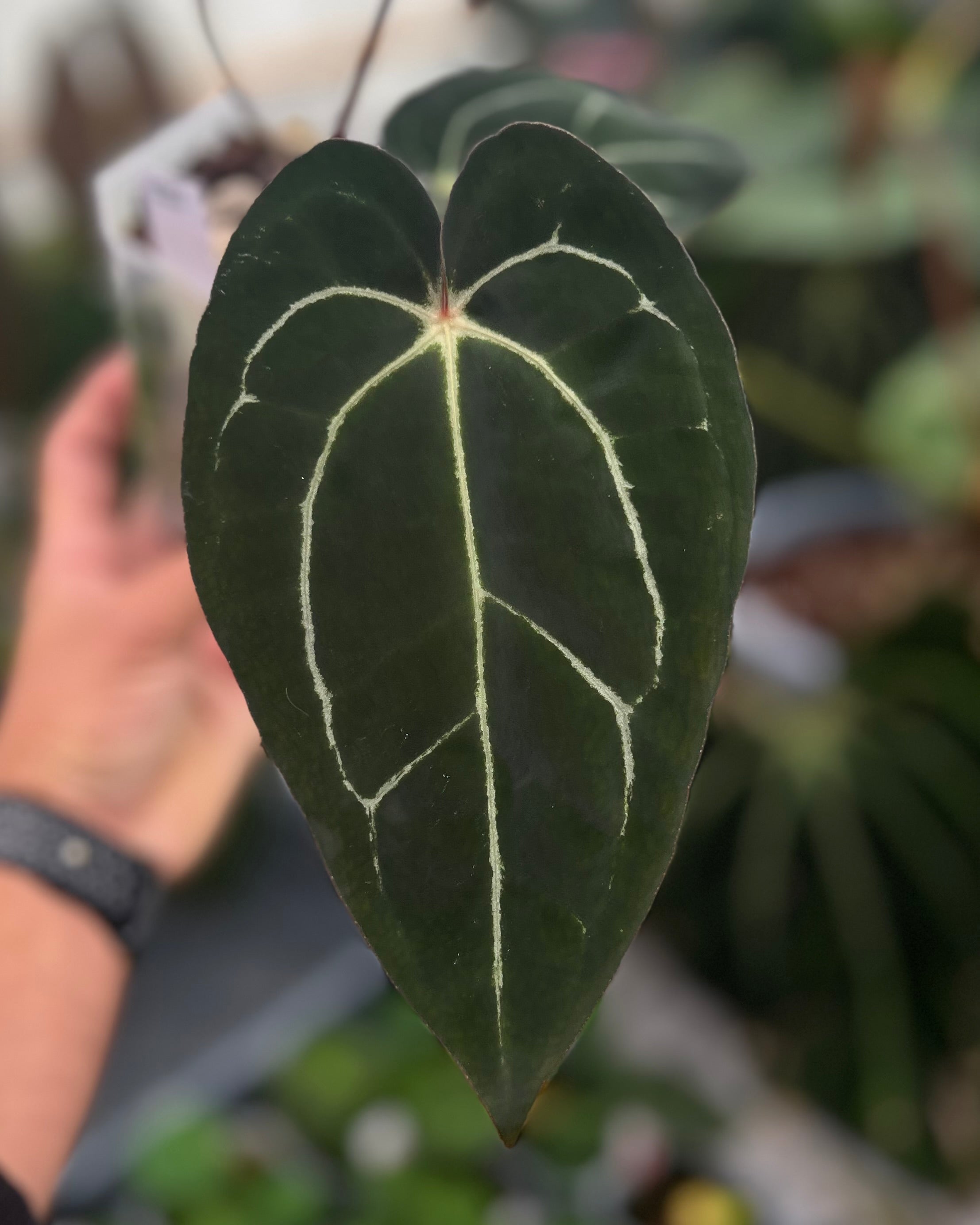 Anthurium (Black Widow x Michelle) x carlablackiae OG5